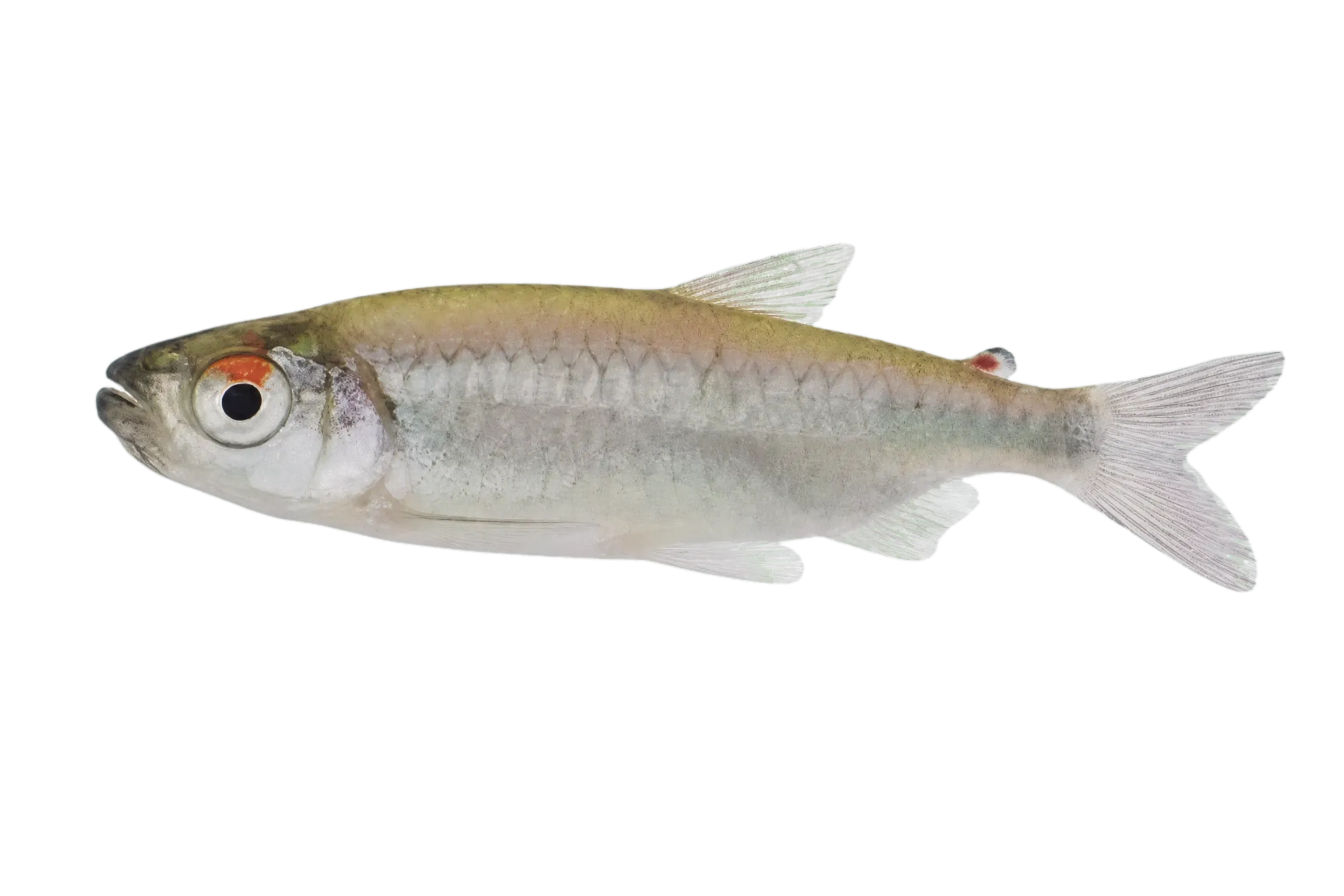 Opaline Robber (Micralestes occidentalis) specimen