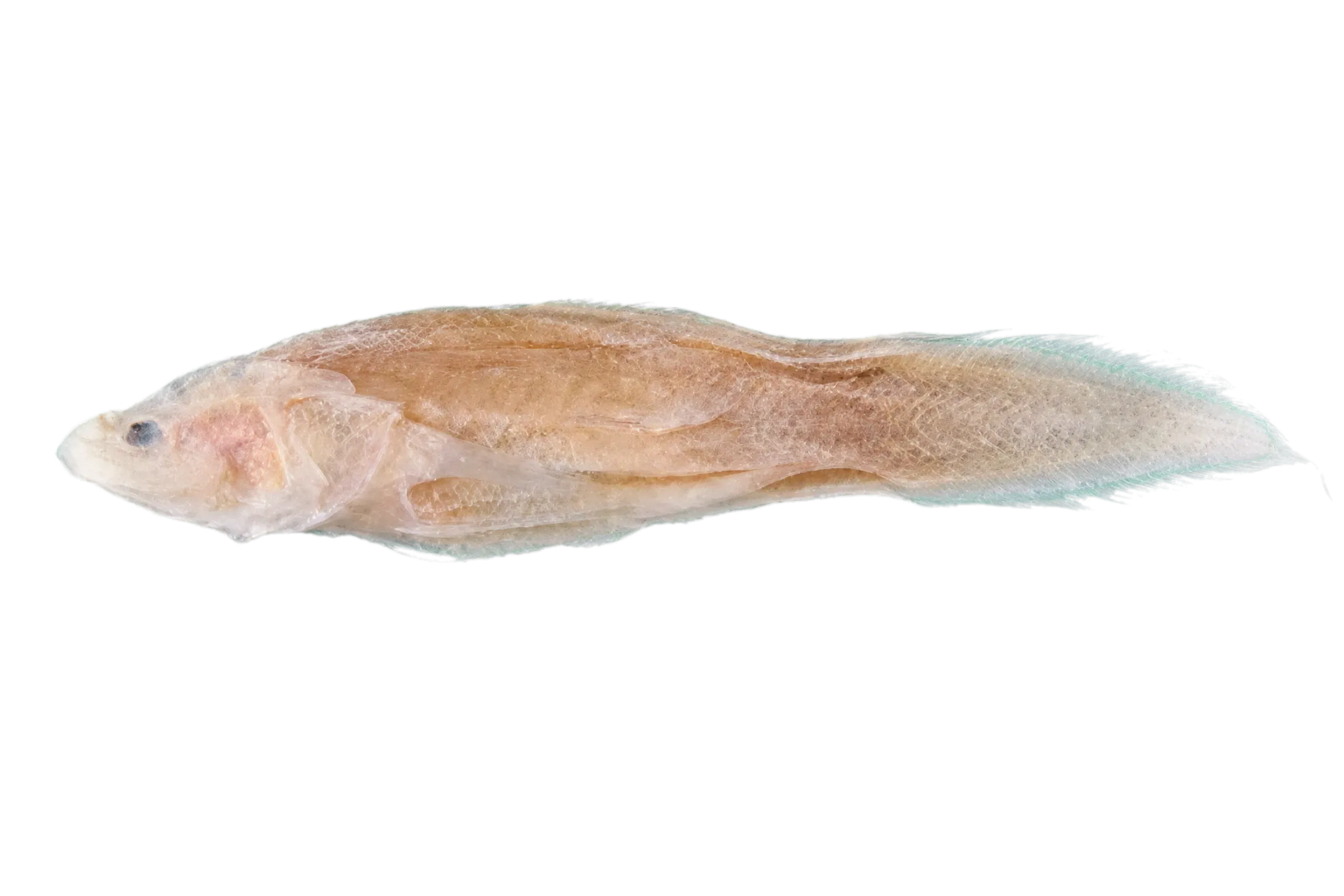 Anderson's viviparous brotula (Microbrotula andersoni) specimen