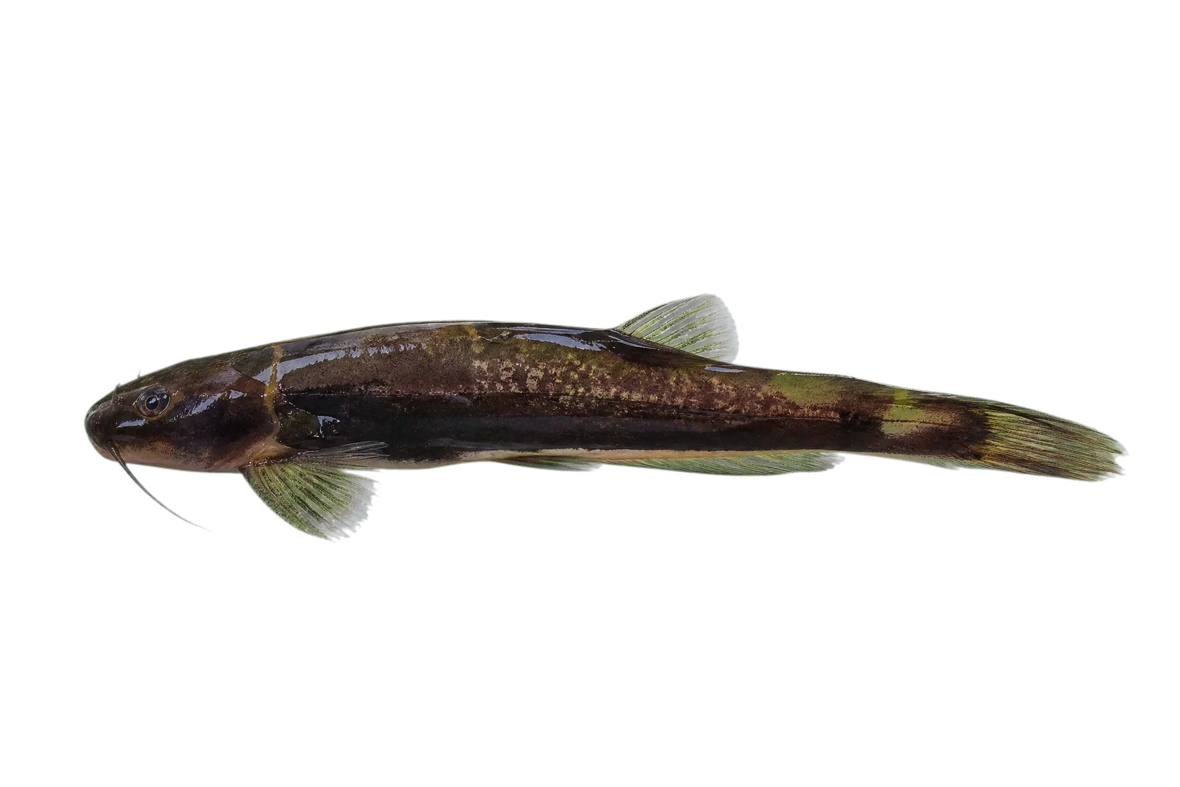 Microglanis pellopterygius (Microglanis pellopterygius) specimen