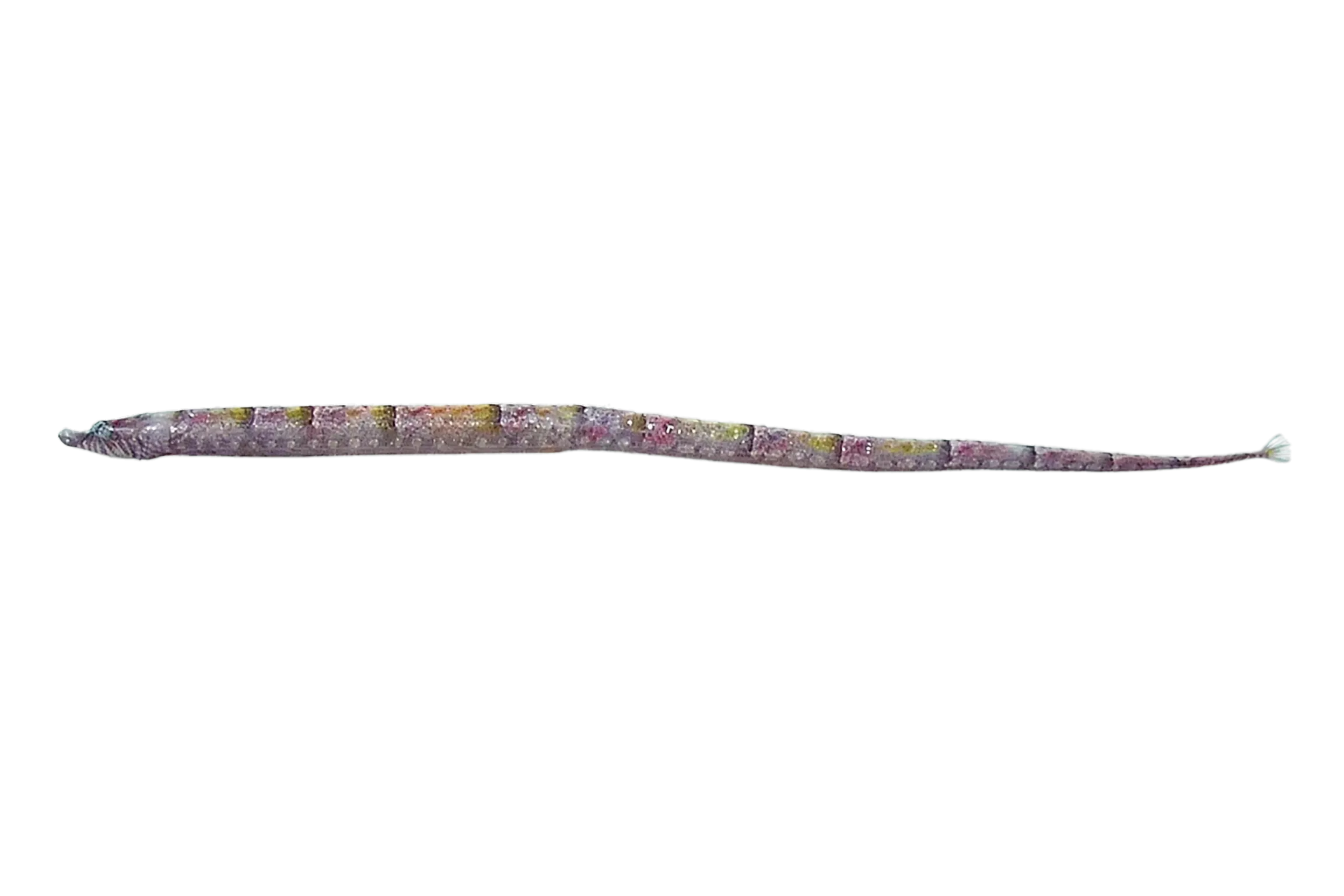 Smalljaw Pipefish (Micrognathus erugatus) specimen