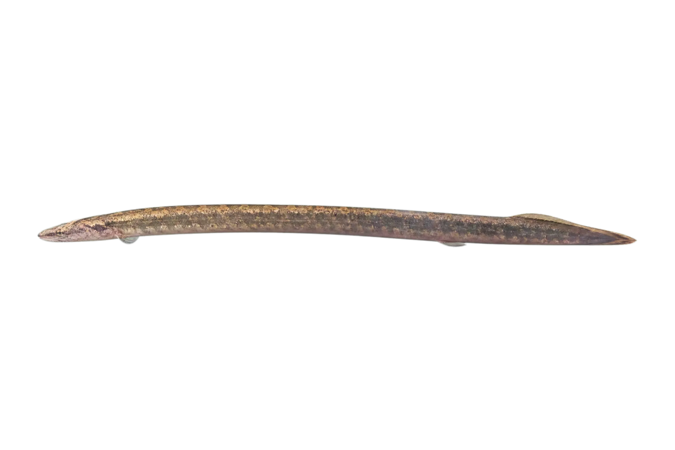barhead pipefish (Microphis leiaspis) specimen