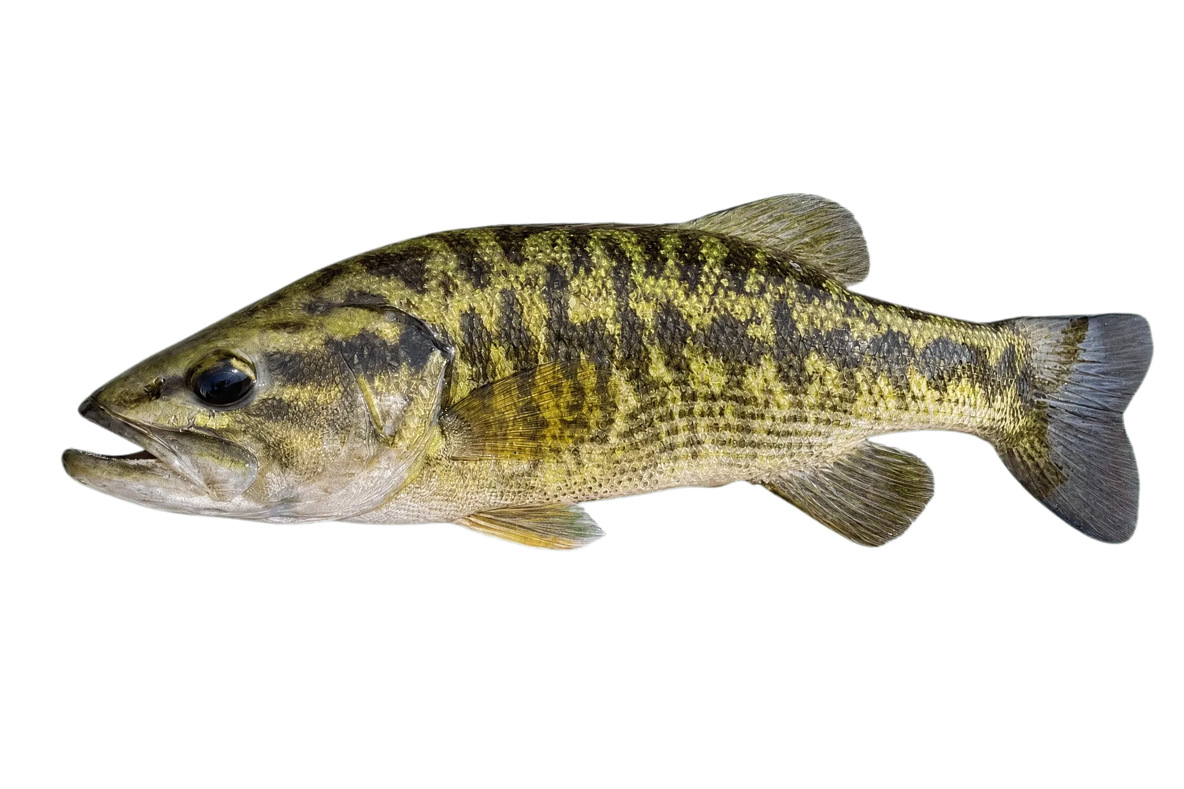 Guadalupe bass (Micropterus treculii) specimen