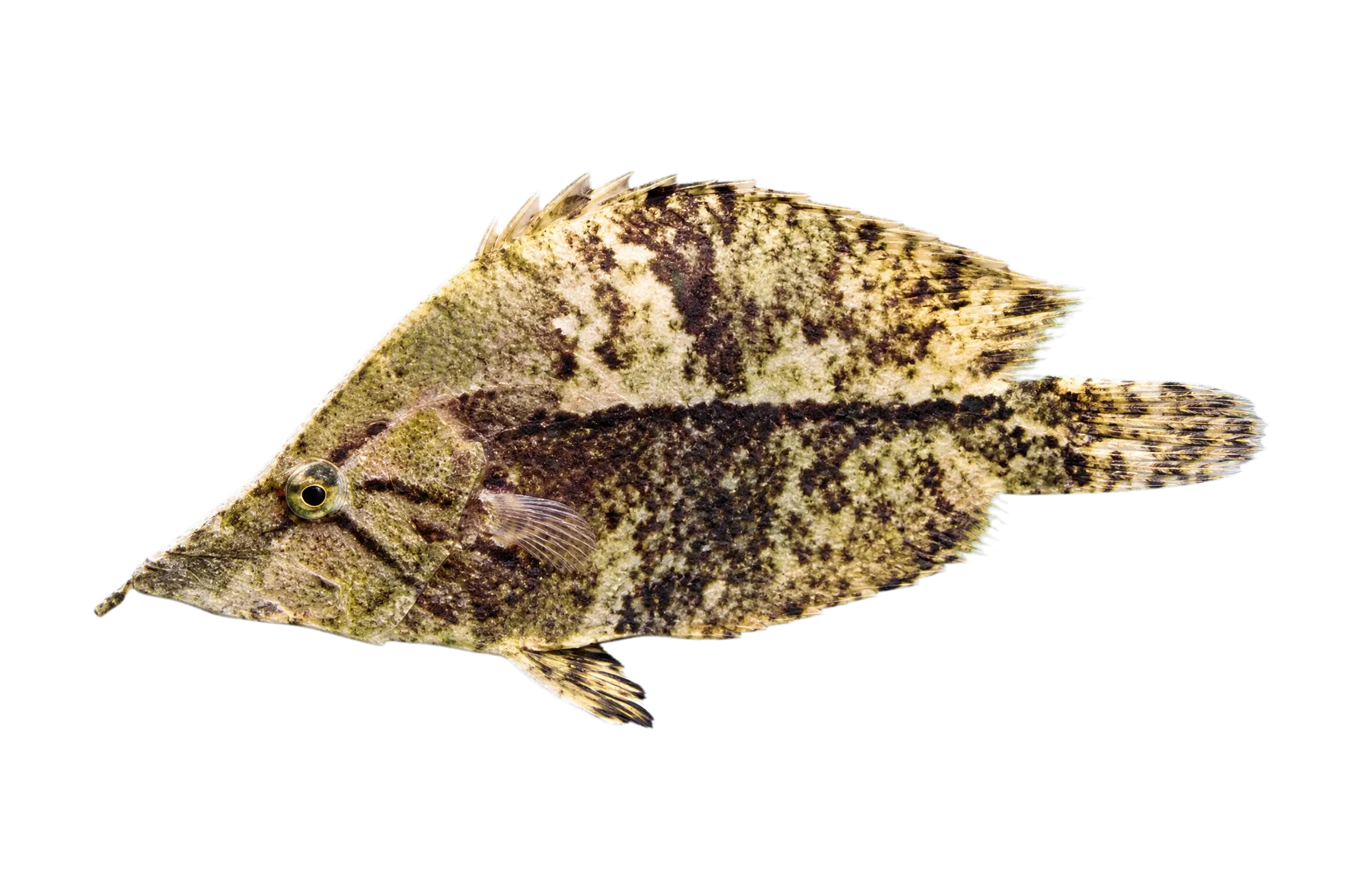 Amazon leaffish (Monocirrhus polyacanthus) specimen