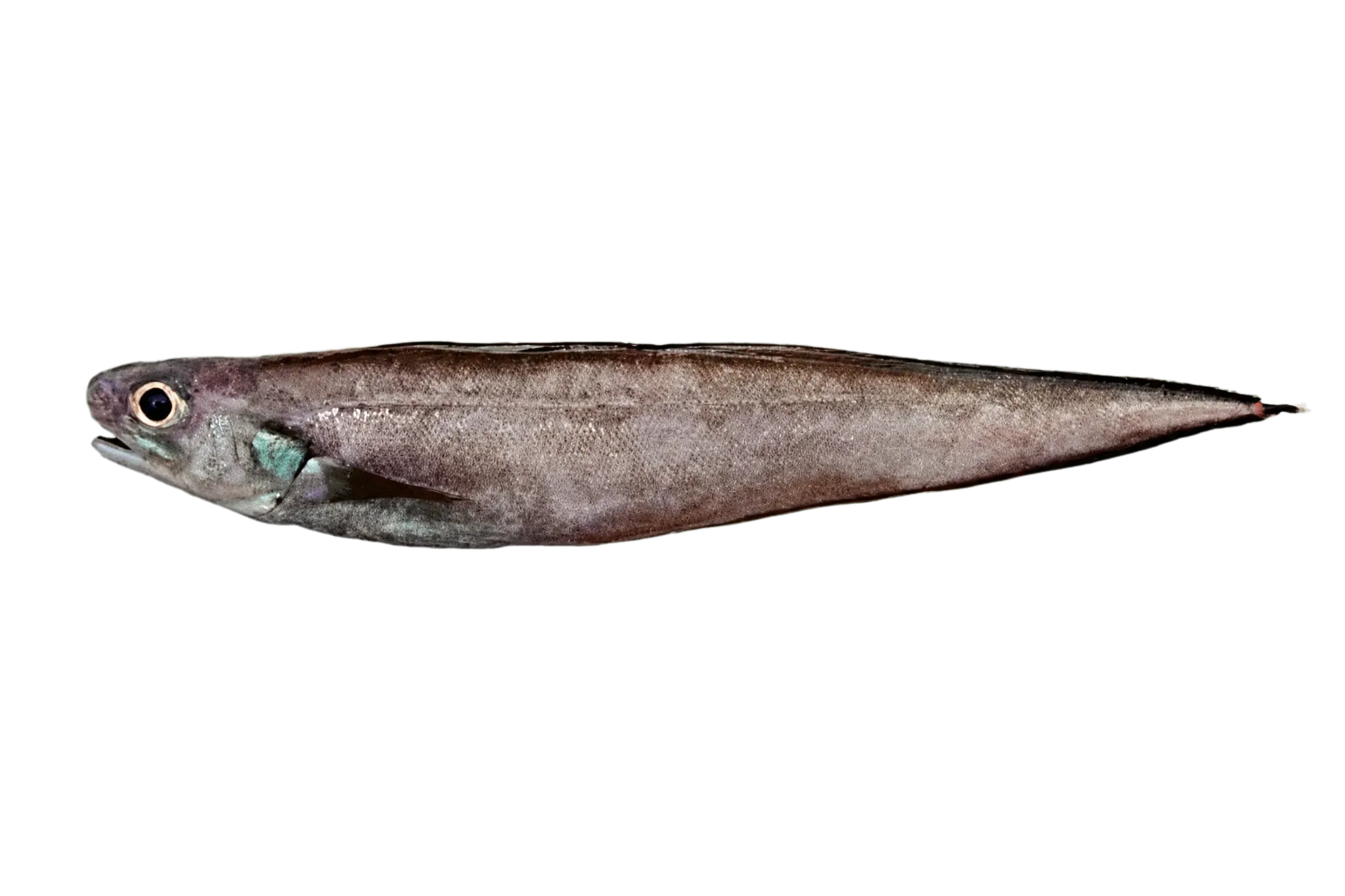 Monomitopus americanus (Monomitopus americanus) specimen