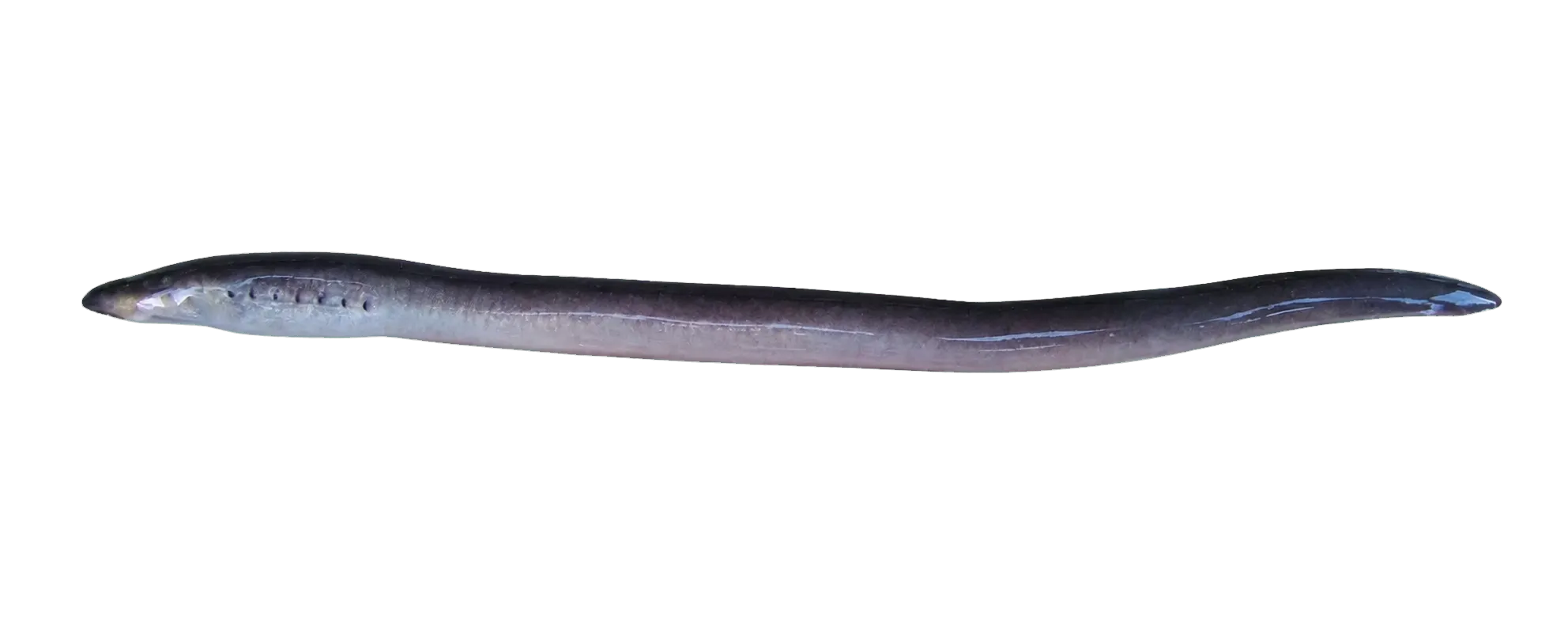Non-parasitic lamprey (Mordacia praecox) specimen