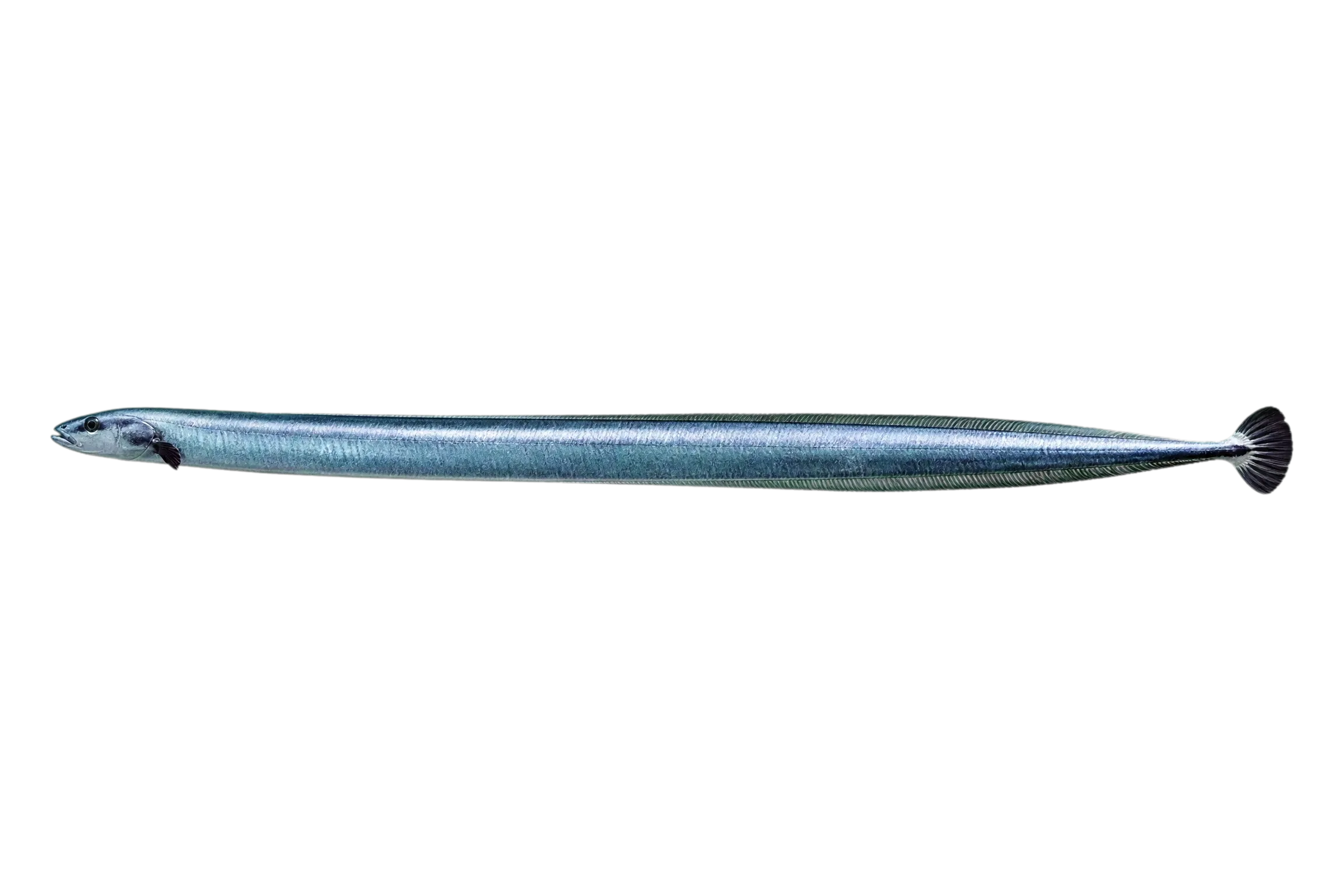 Bicolor spaghetti eel (Moringua bicolor) specimen
