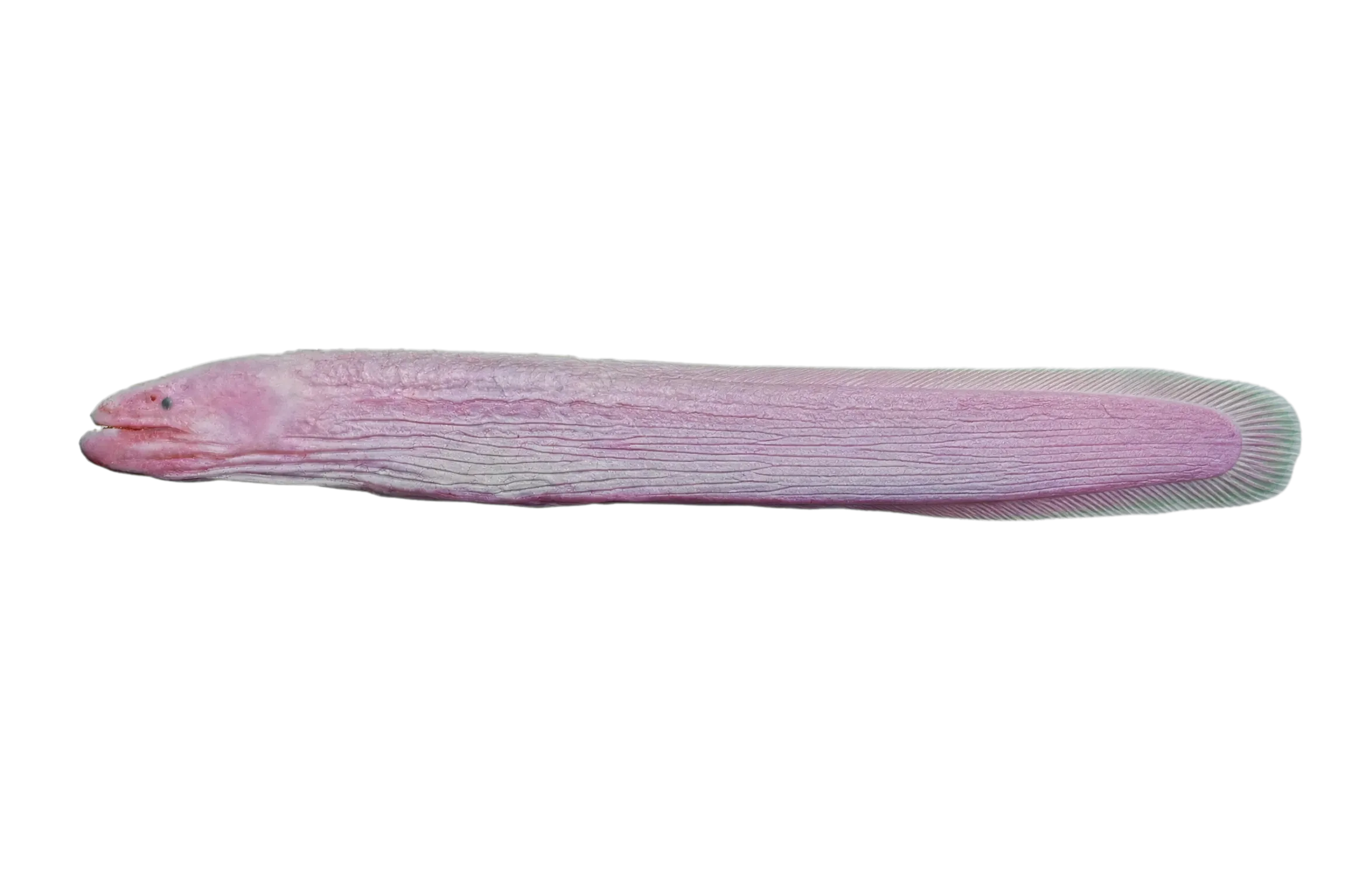 Java spaghetti eel (Moringua javanica) specimen