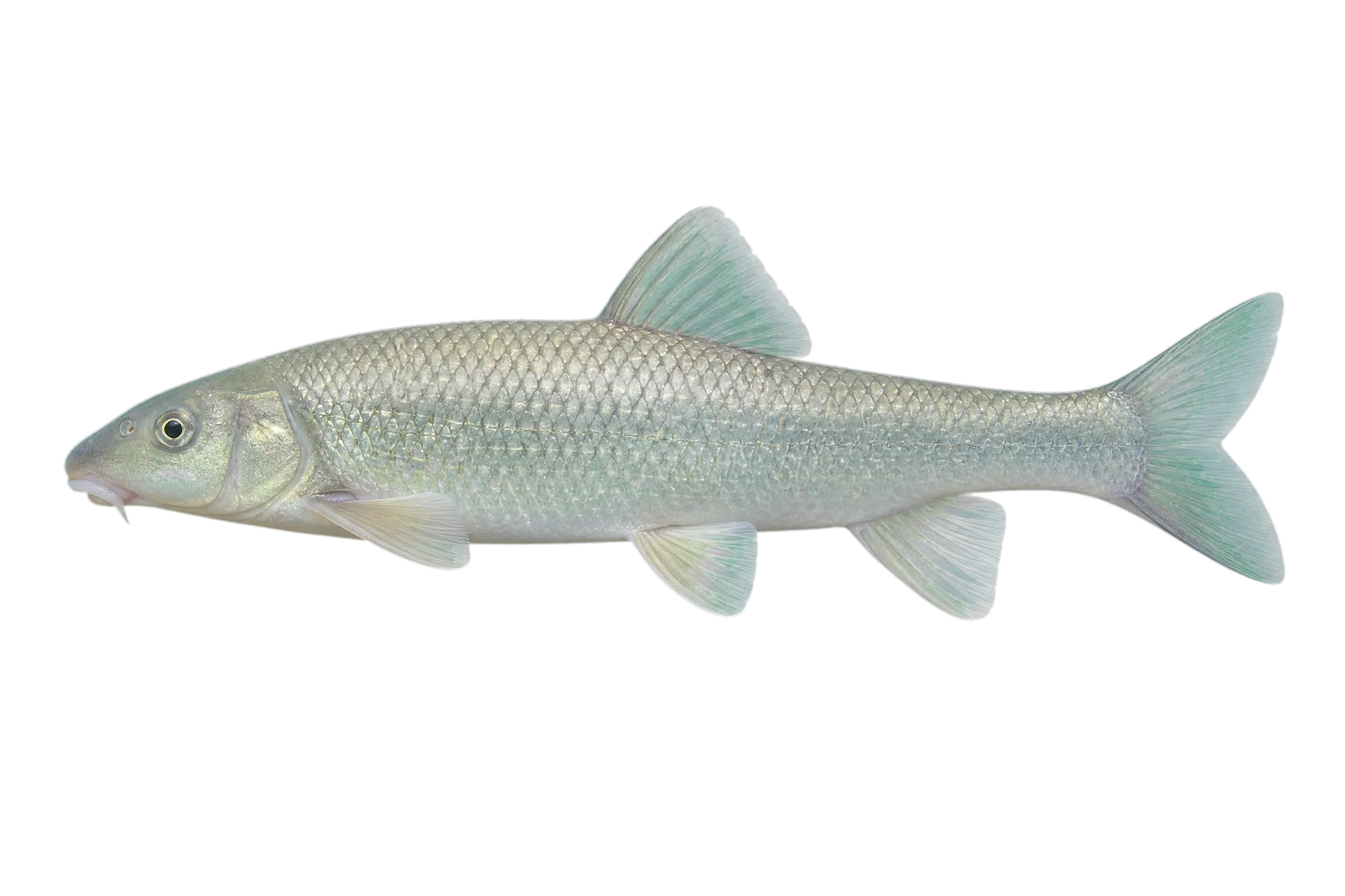 Longlip Jumprock (Moxostoma albidum) specimen