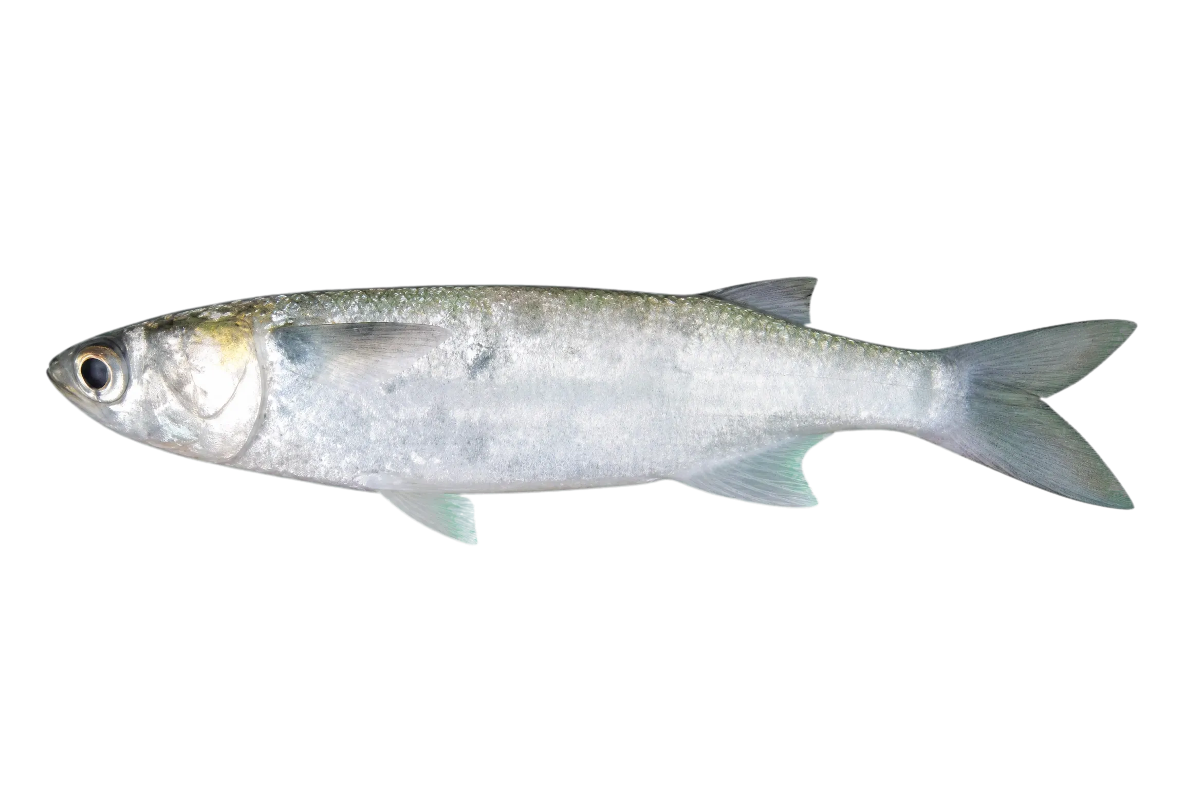 Parassi mullet (Mugil incilis) specimen
