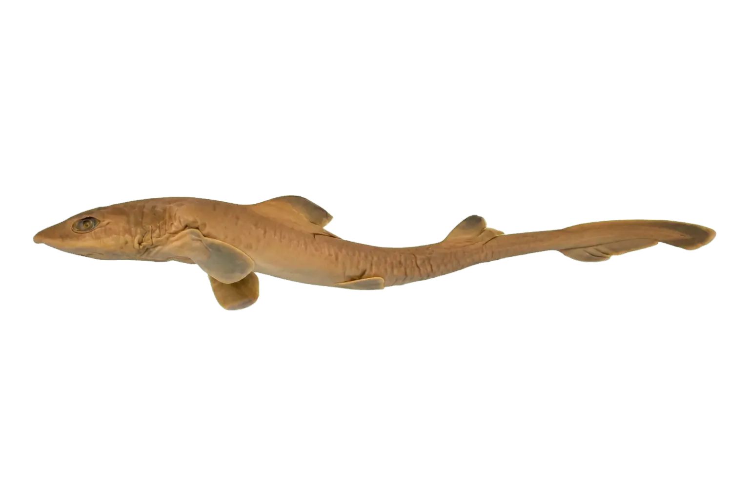 sharptooth smoothhound (Mustelus dorsalis) specimen