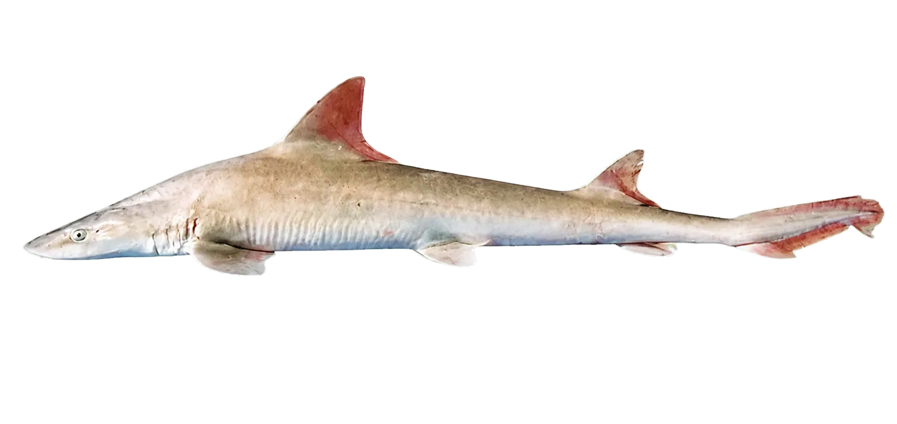 sicklefin smoothhound (Mustelus lunulatus) specimen