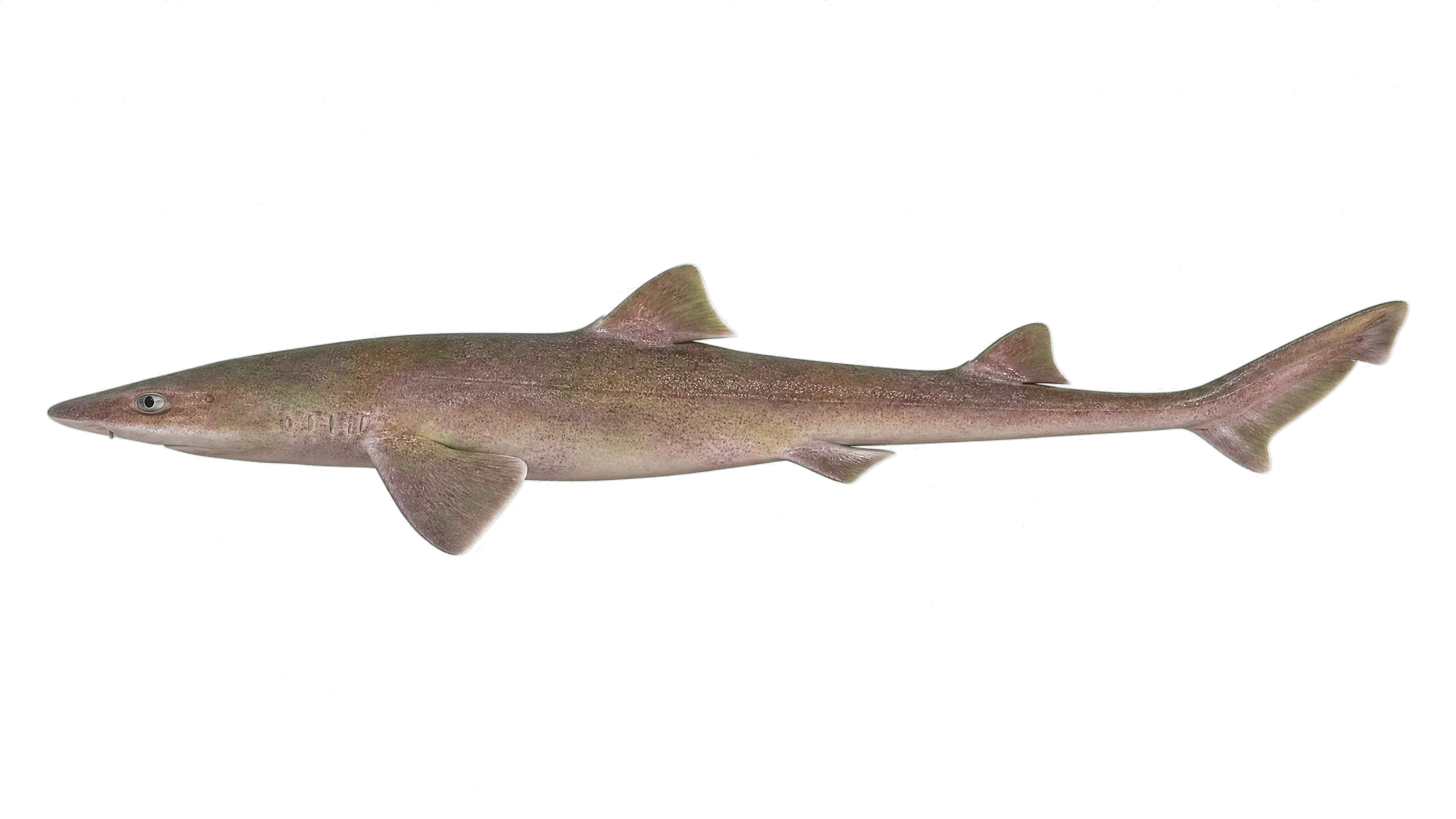 Australian grey smooth-hound (Mustelus ravidus) specimen