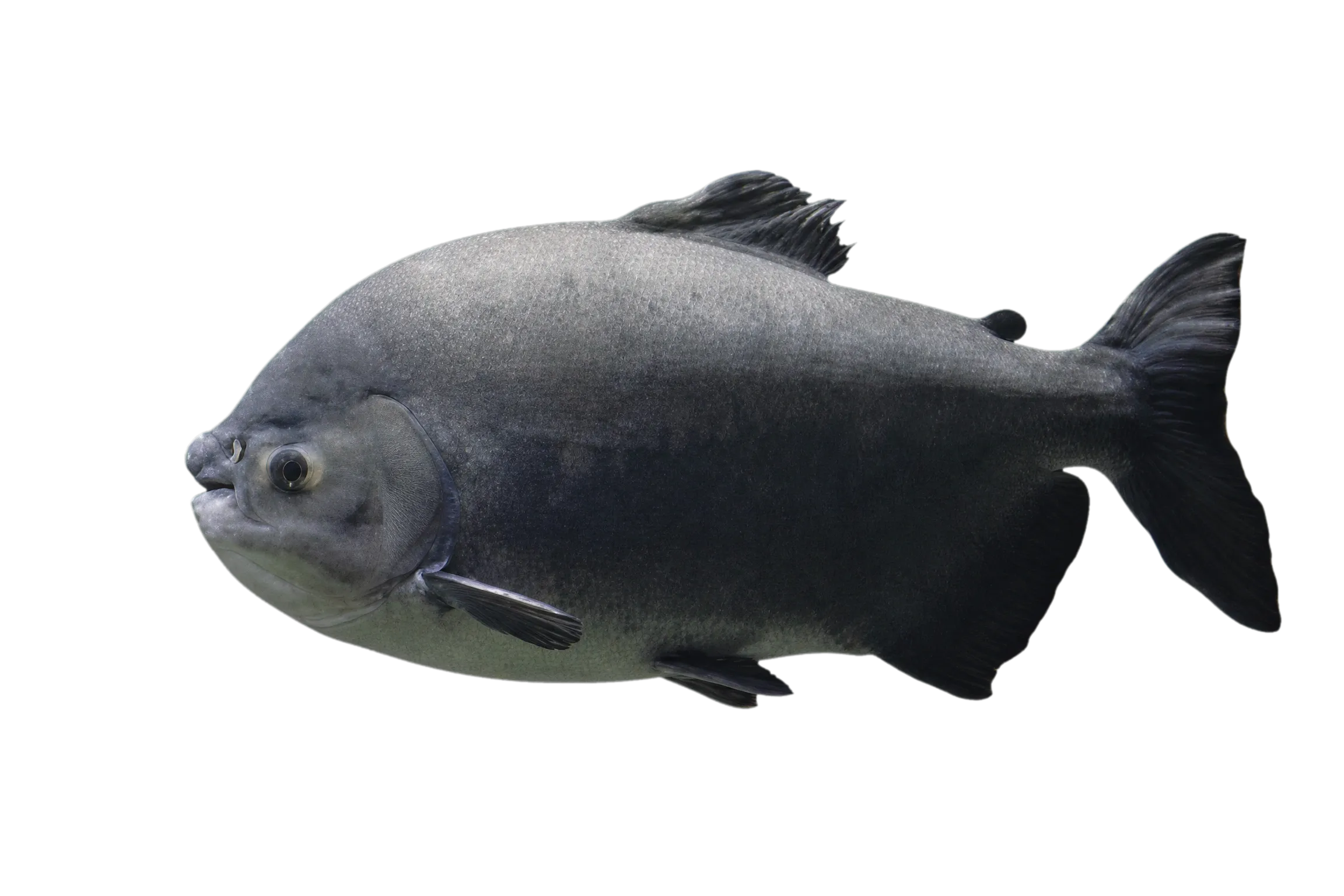 Pacu (Myleus pacu) specimen