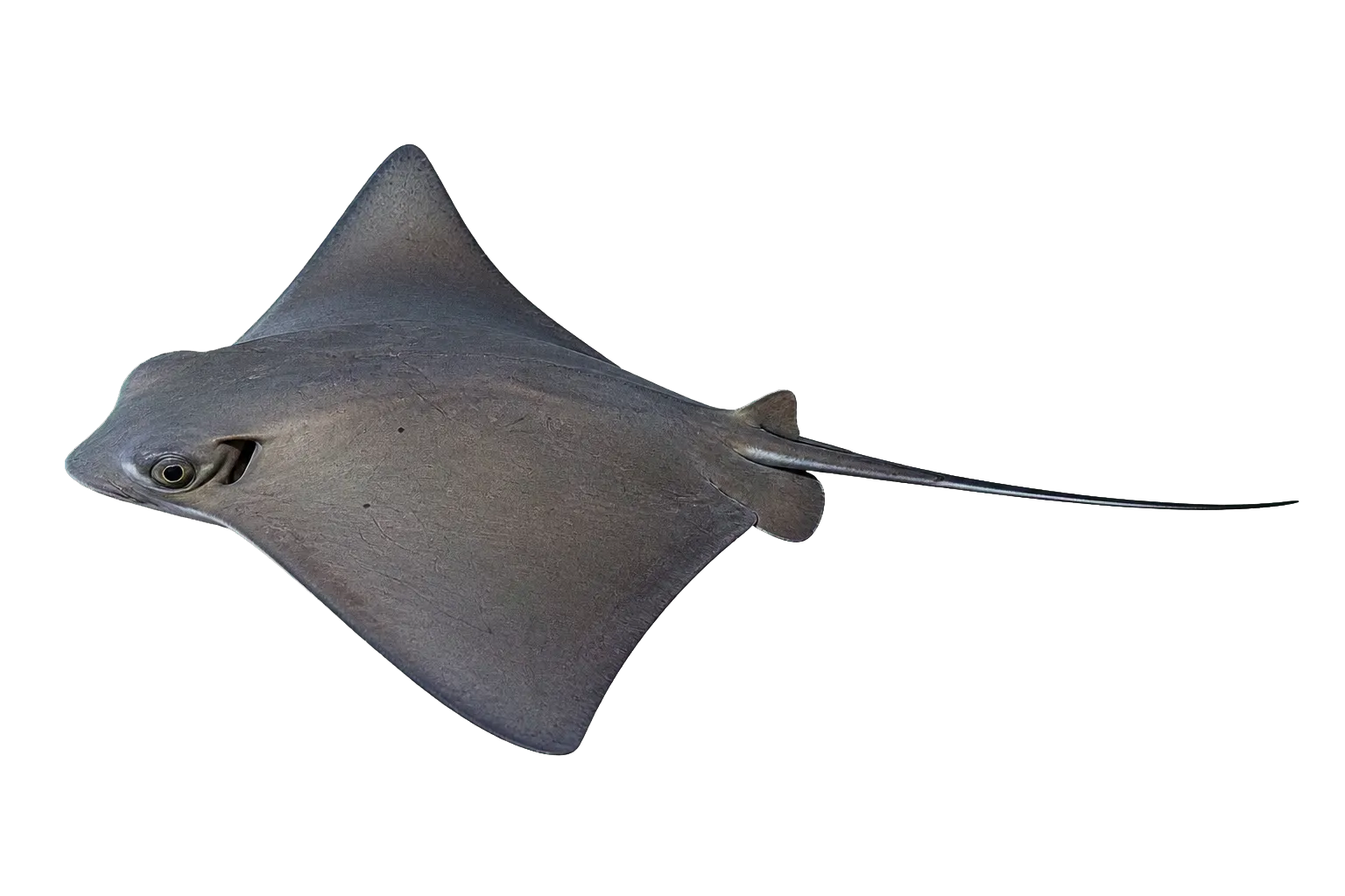 bat ray (Myliobatis californica) specimen