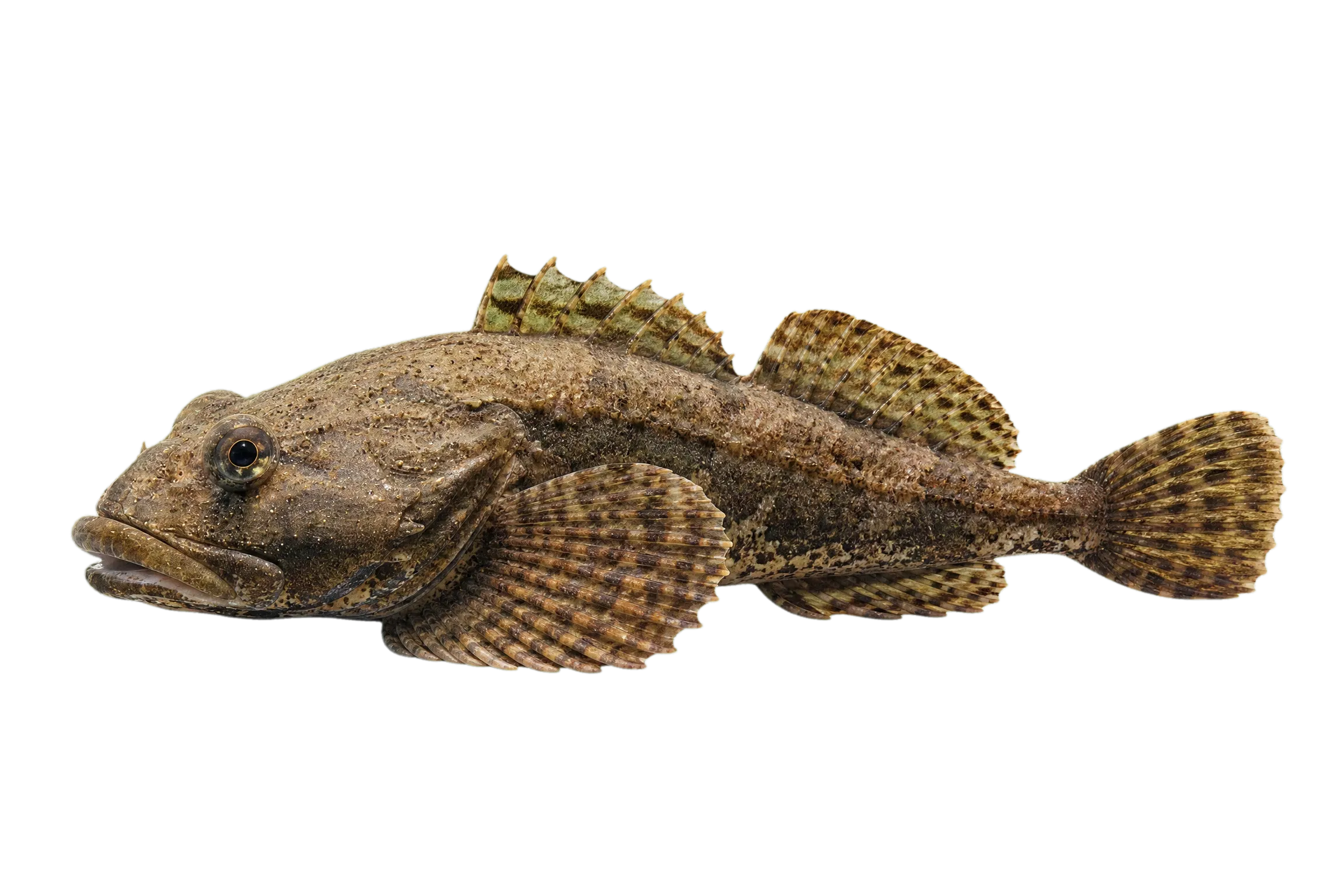 sculpin (Myoxocephalus scorpius) specimen