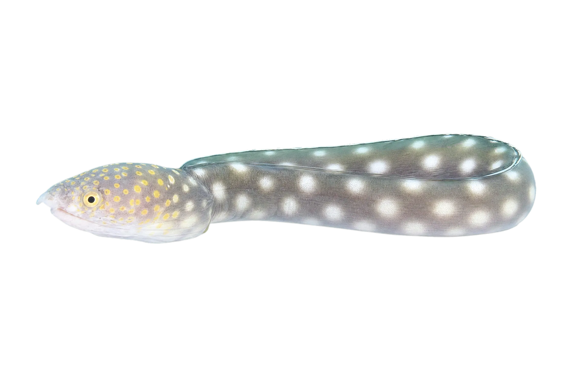 sharptail eel (Myrichthys breviceps) specimen