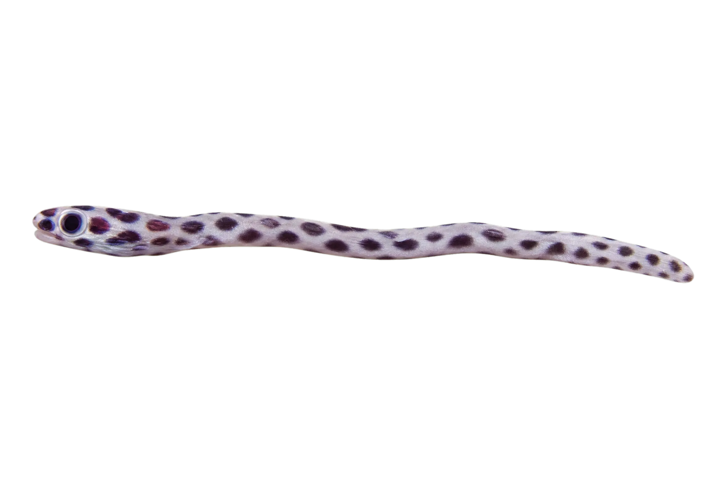 tiger snake-eel (Myrichthys maculosus) specimen