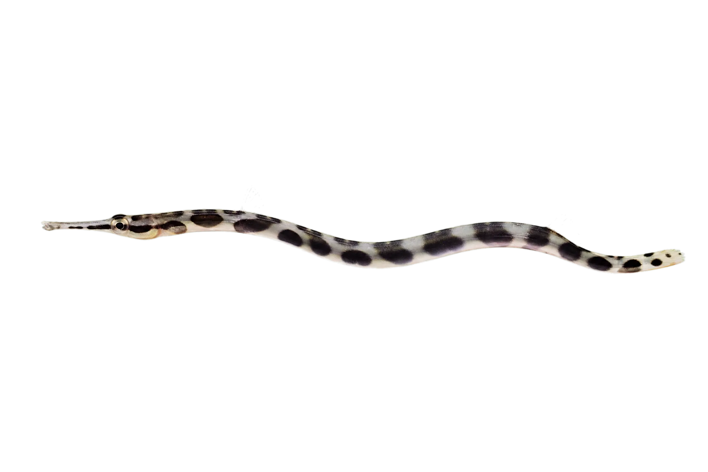 Magnificent snake eel (Myrichthys magnificus) specimen