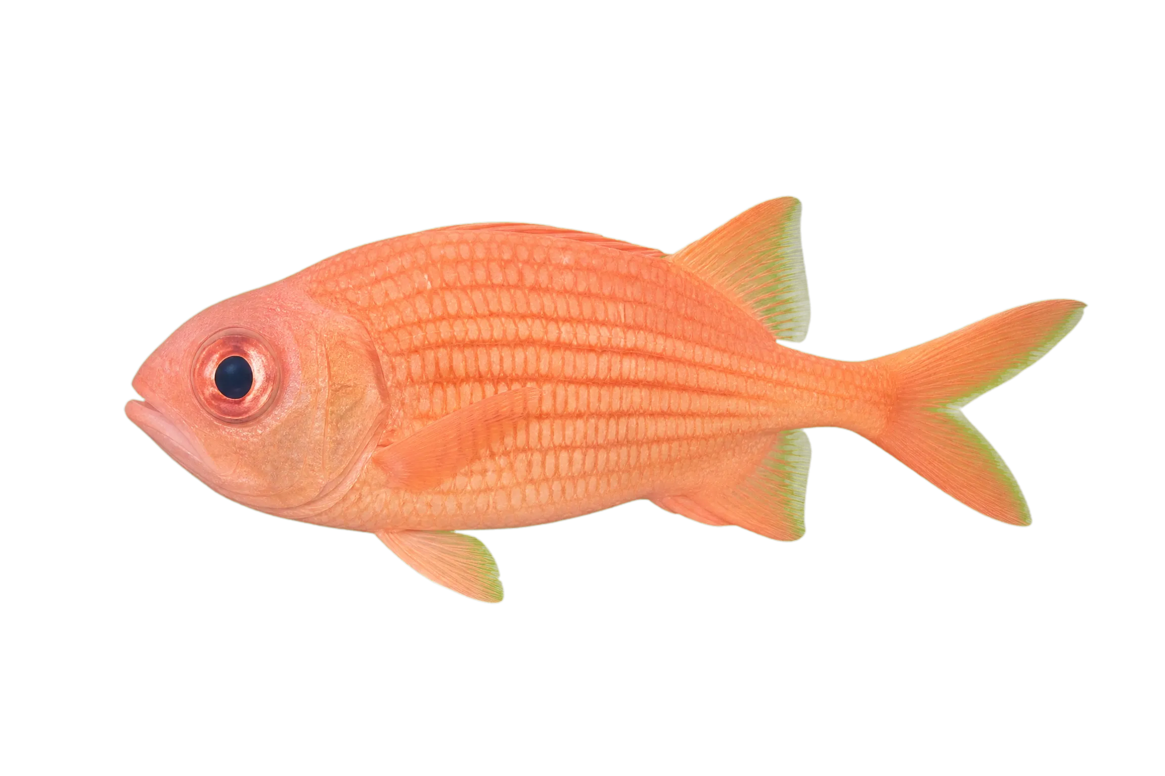yellow soldierfish (Myripristis clarionensis) specimen