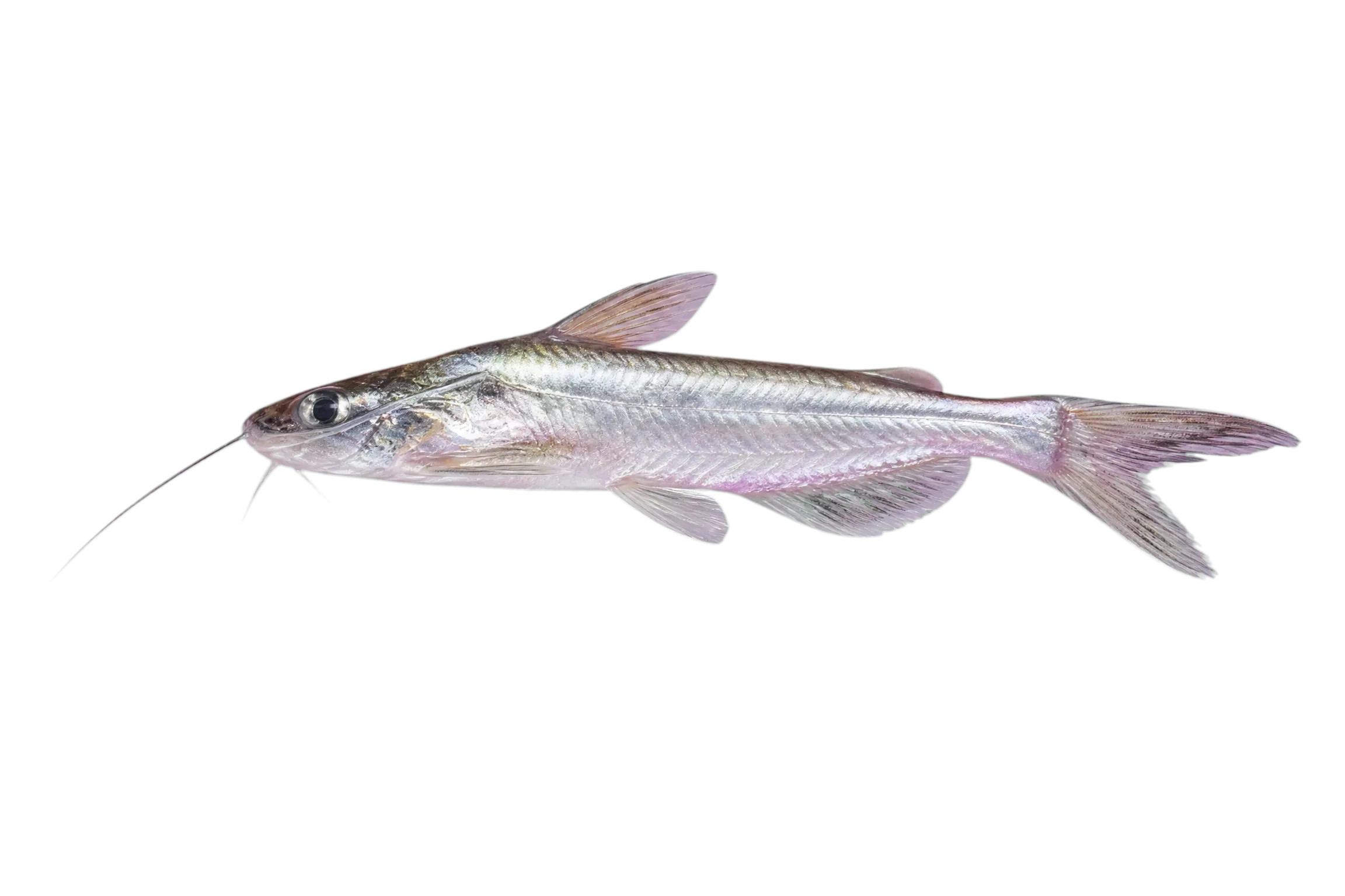Mystus bocourti (Mystus bocourti) specimen