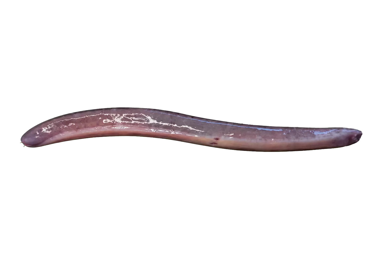 Cape hagfish (Myxine capensis) specimen