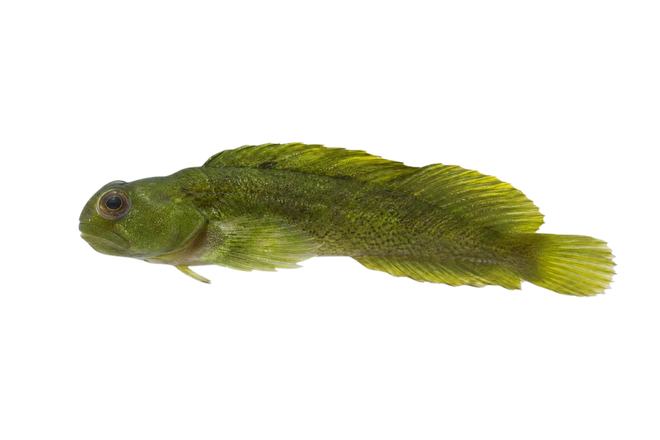 Emerald Weedfish (Myxodes viridis) specimen