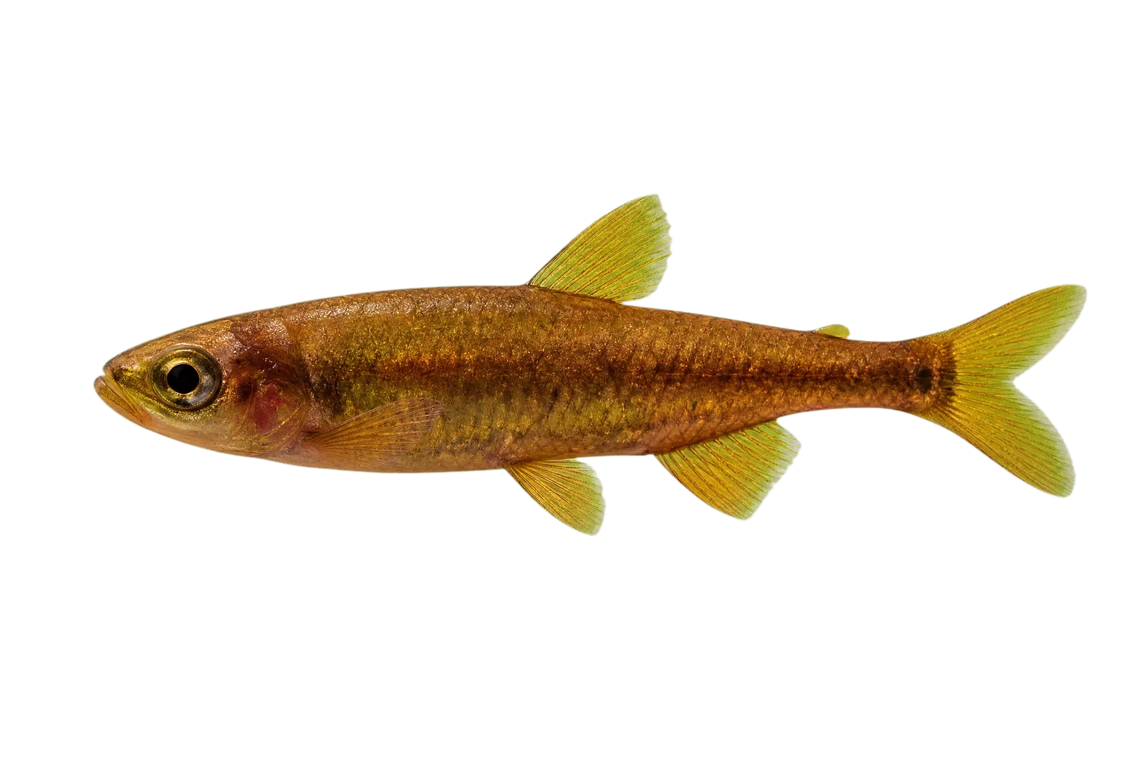 Multibar citharine (Nannocharax multifasciatus) specimen