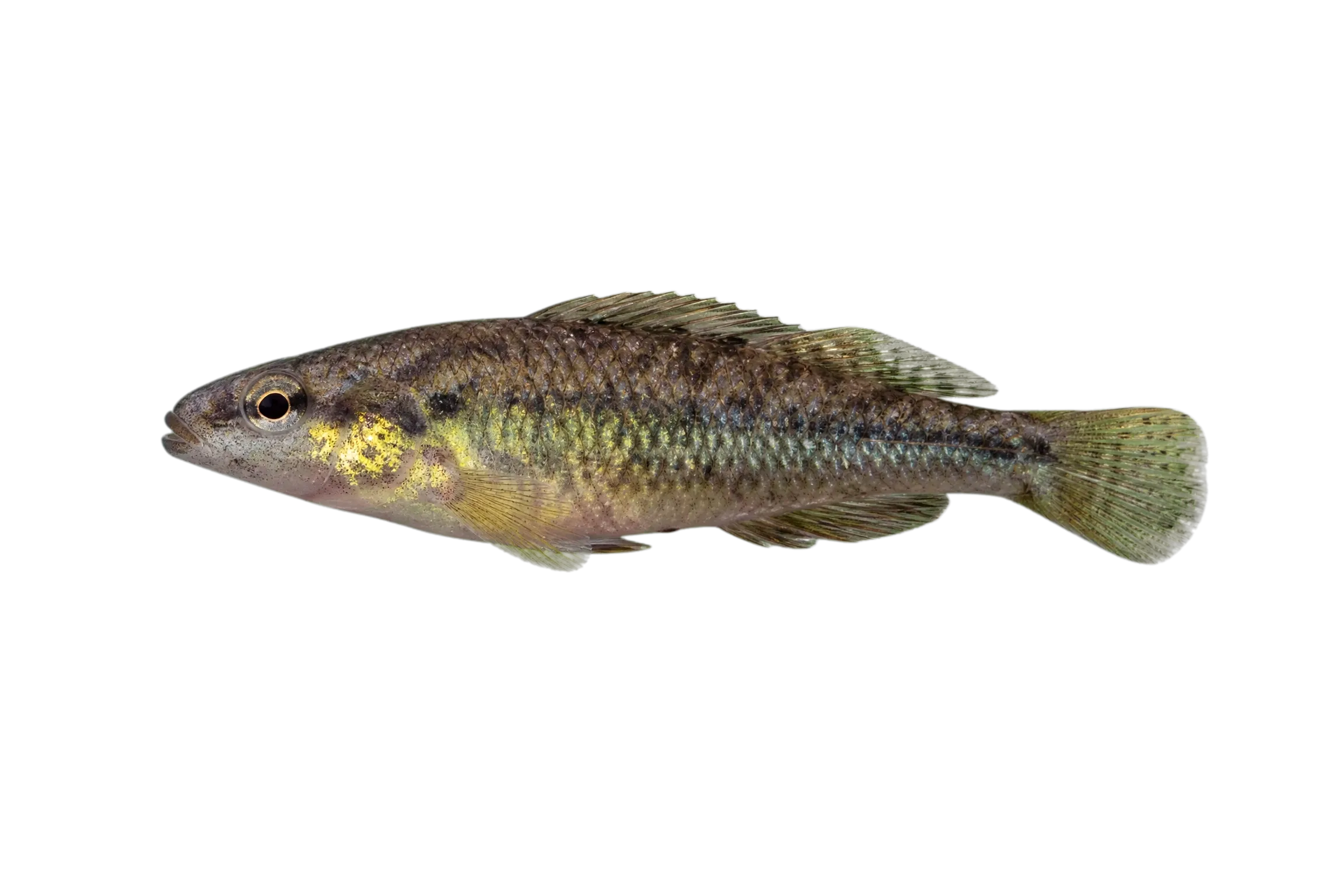 Western pygmy perch (Nannoperca vittata) specimen