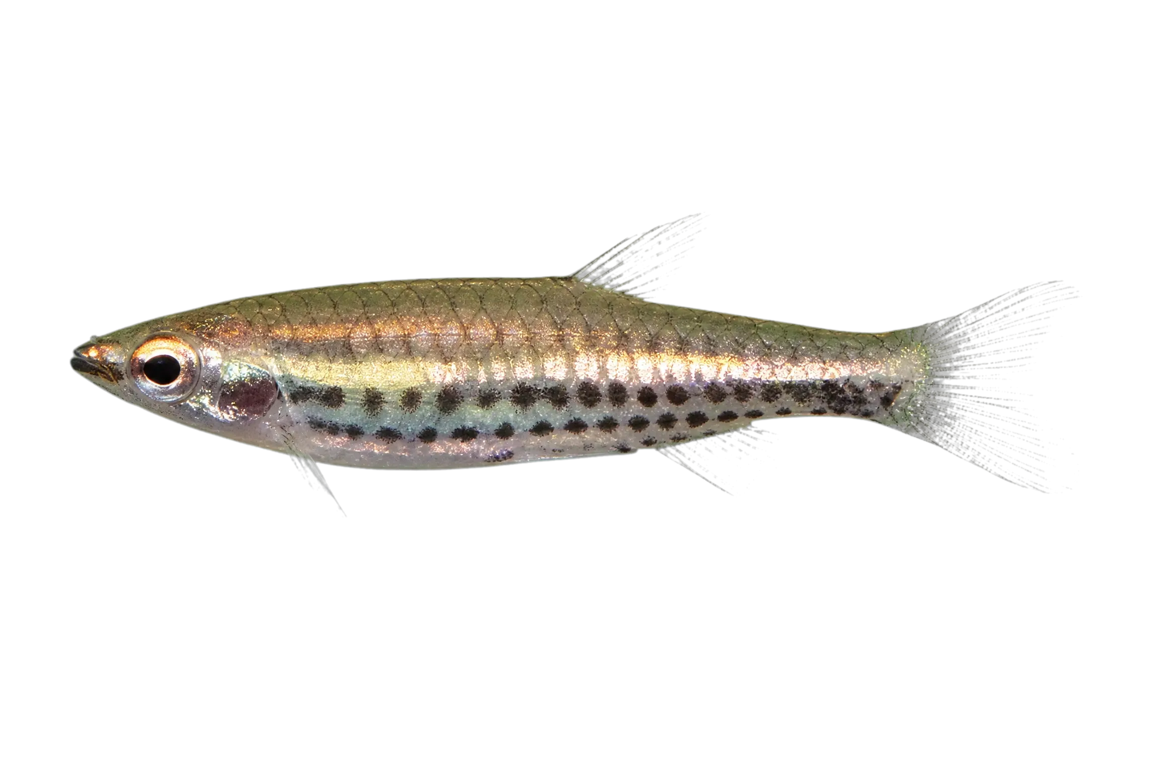 Spotstripe pencilfish (Nannostomus britskii) specimen