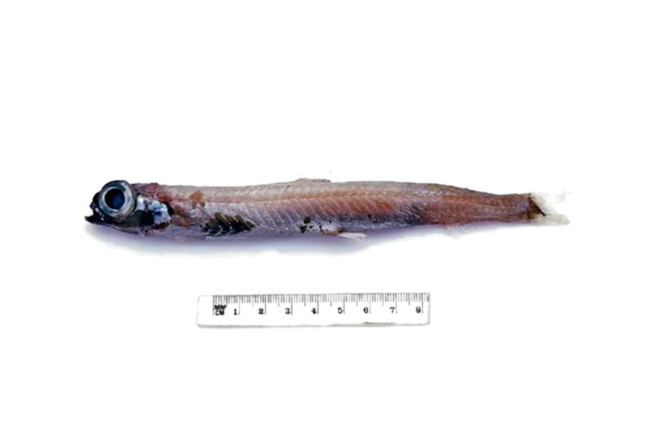 Robust smallmouth (Nansenia ardesiaca) specimen