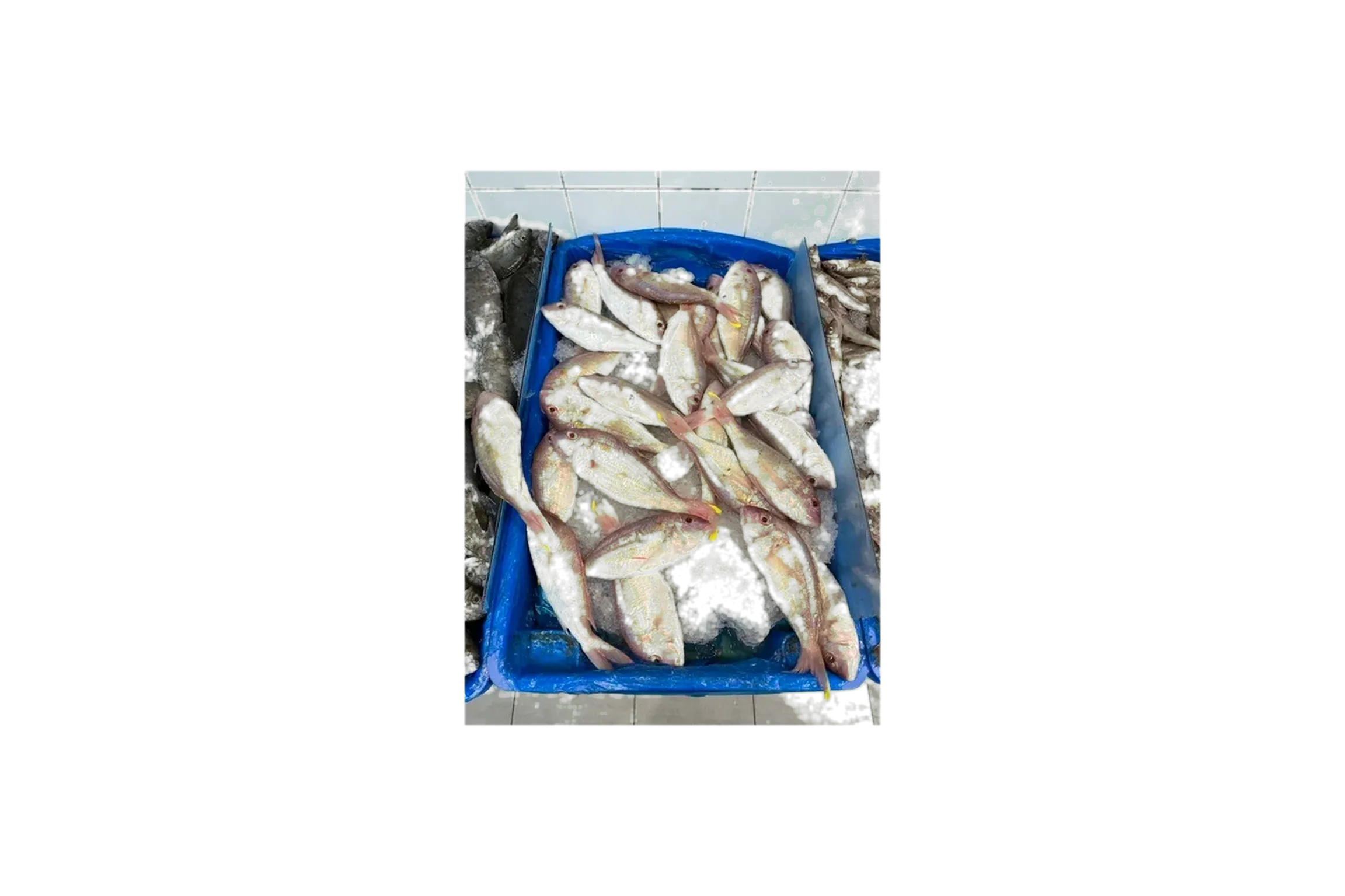 Teardrop threadfin bream (Nemipterus isacanthus) specimen