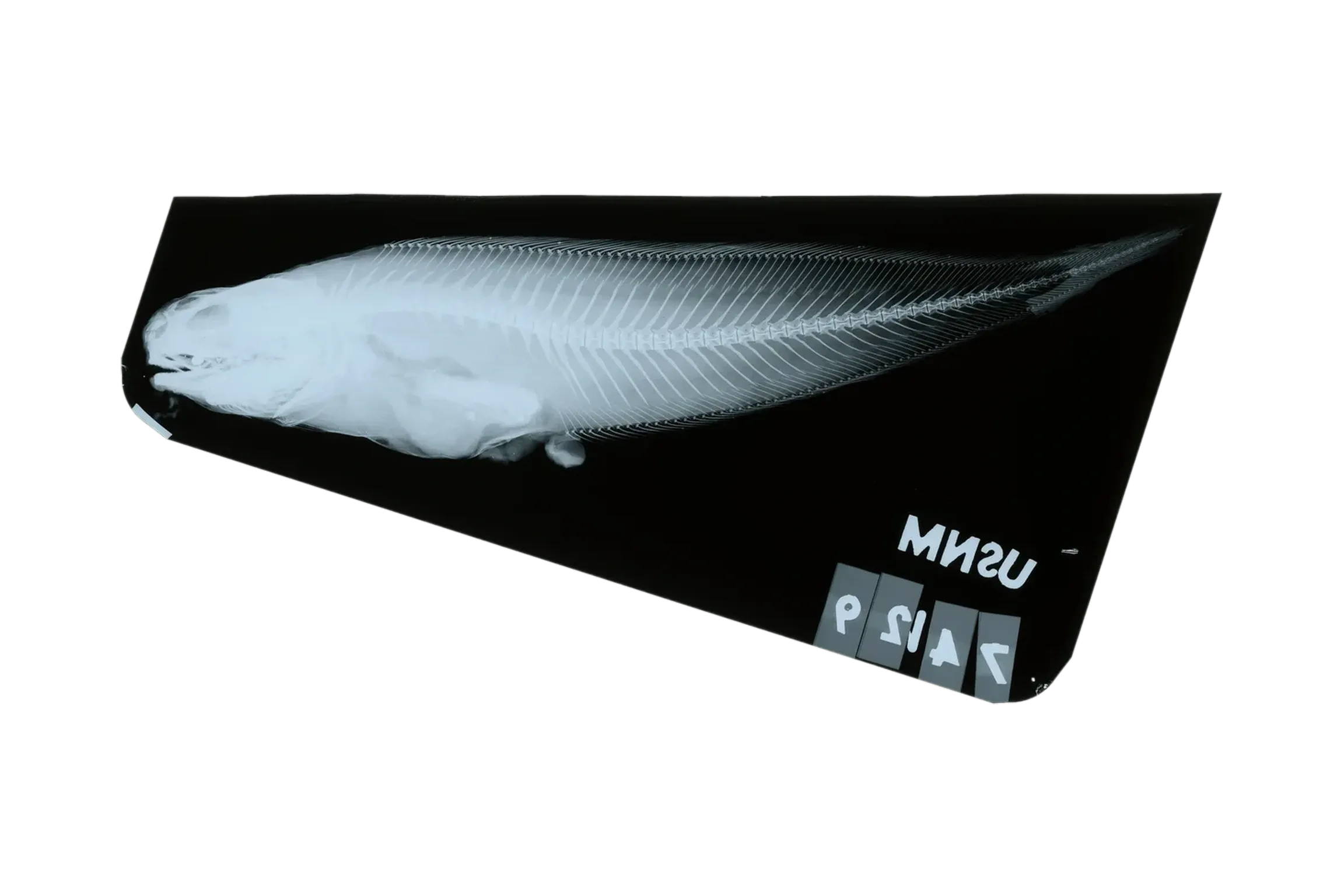 Neobythites fasciatus (Neobythites fasciatus) specimen