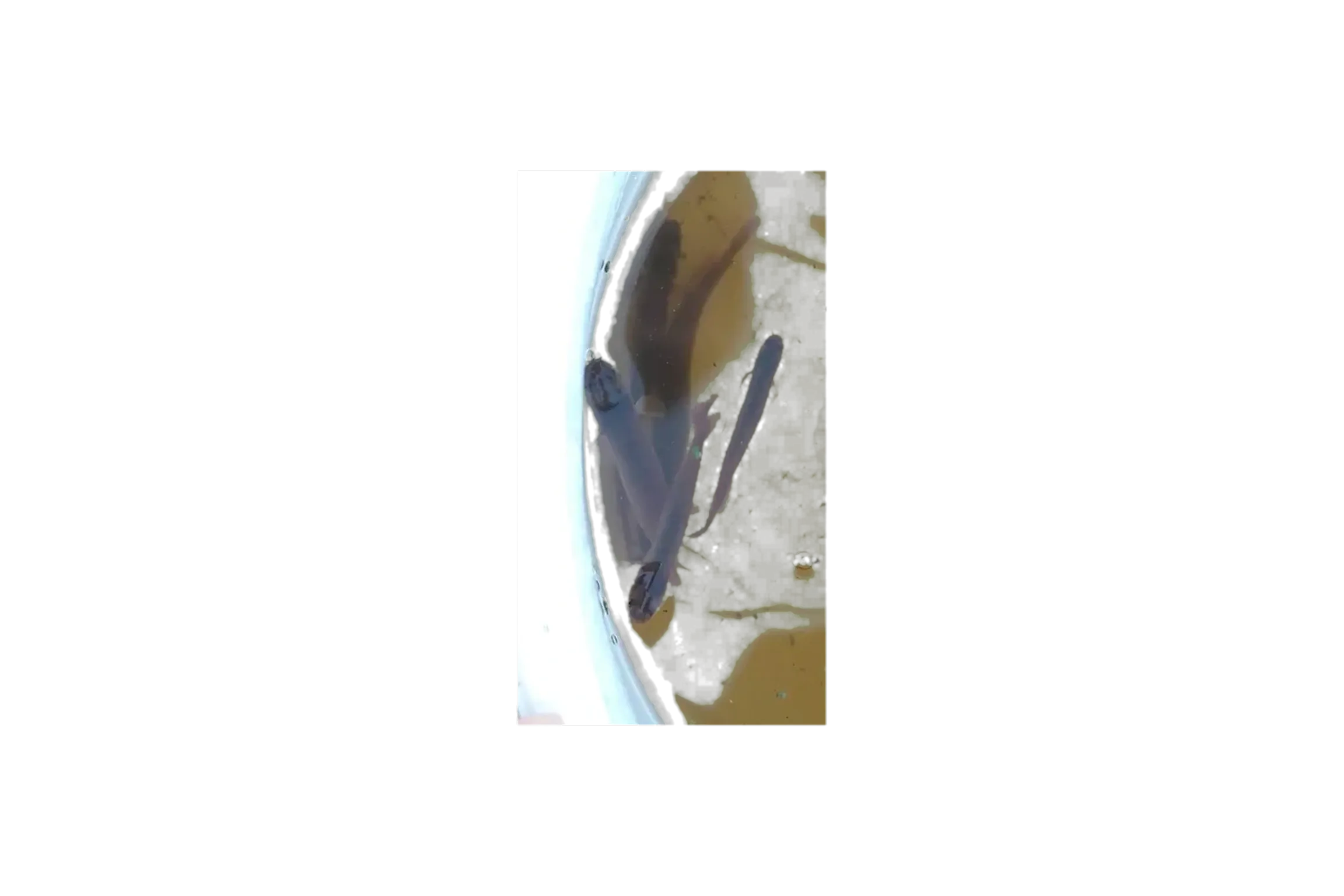 Brown mudfish (Neochanna apoda) specimen