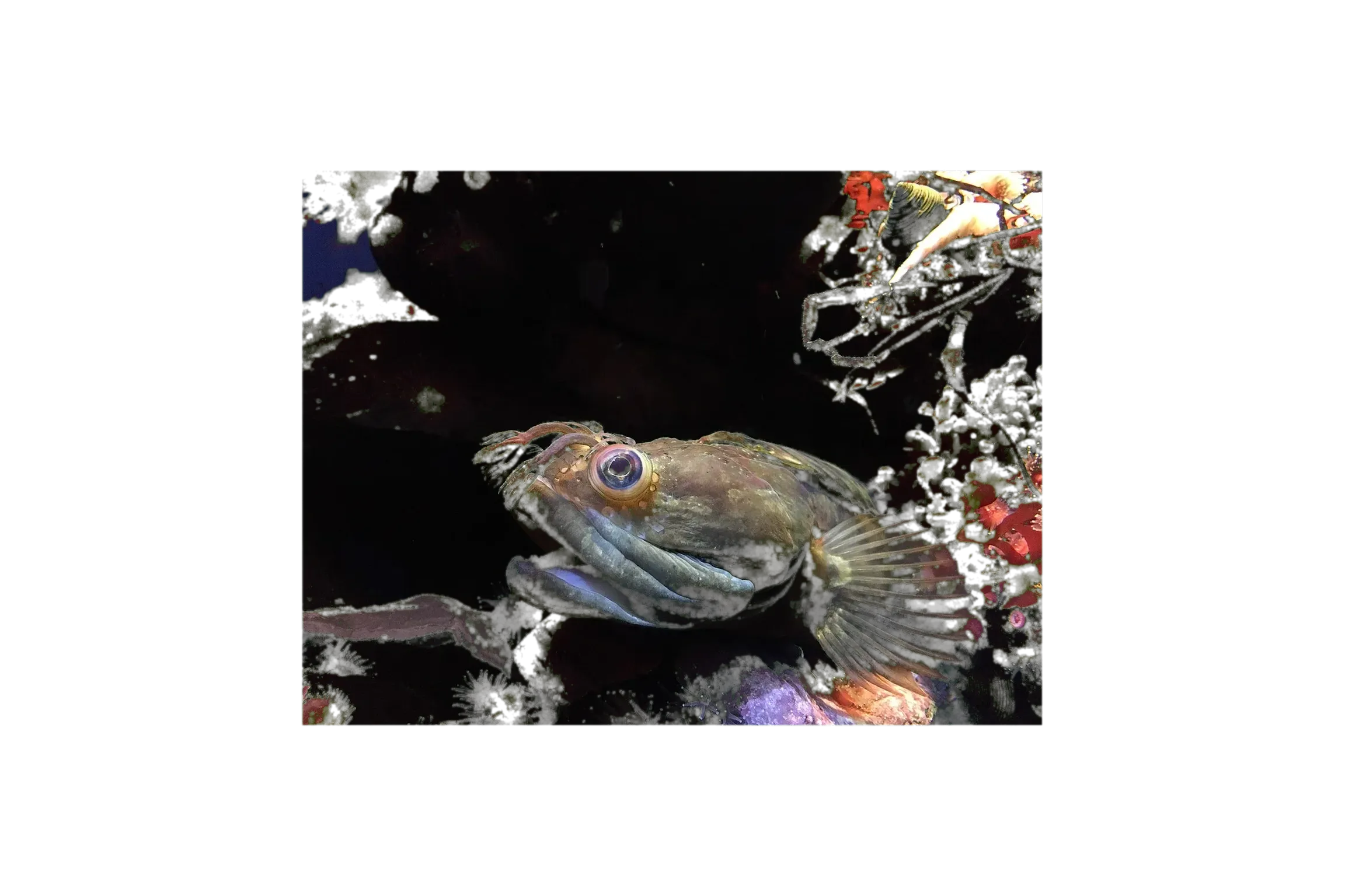 onespot fringehead (Neoclinus uninotatus) specimen