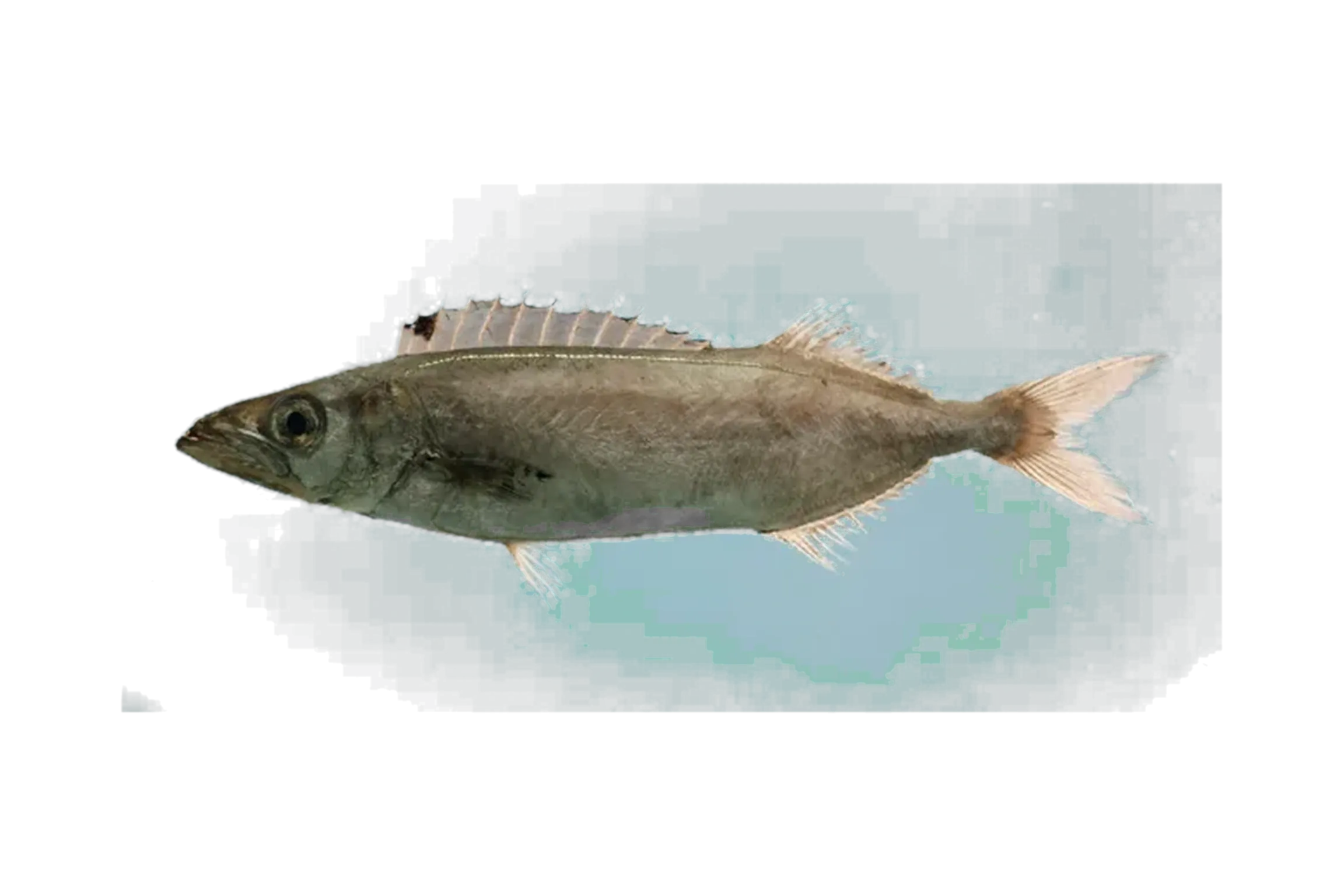 American sackfish (Neoepinnula americana) specimen