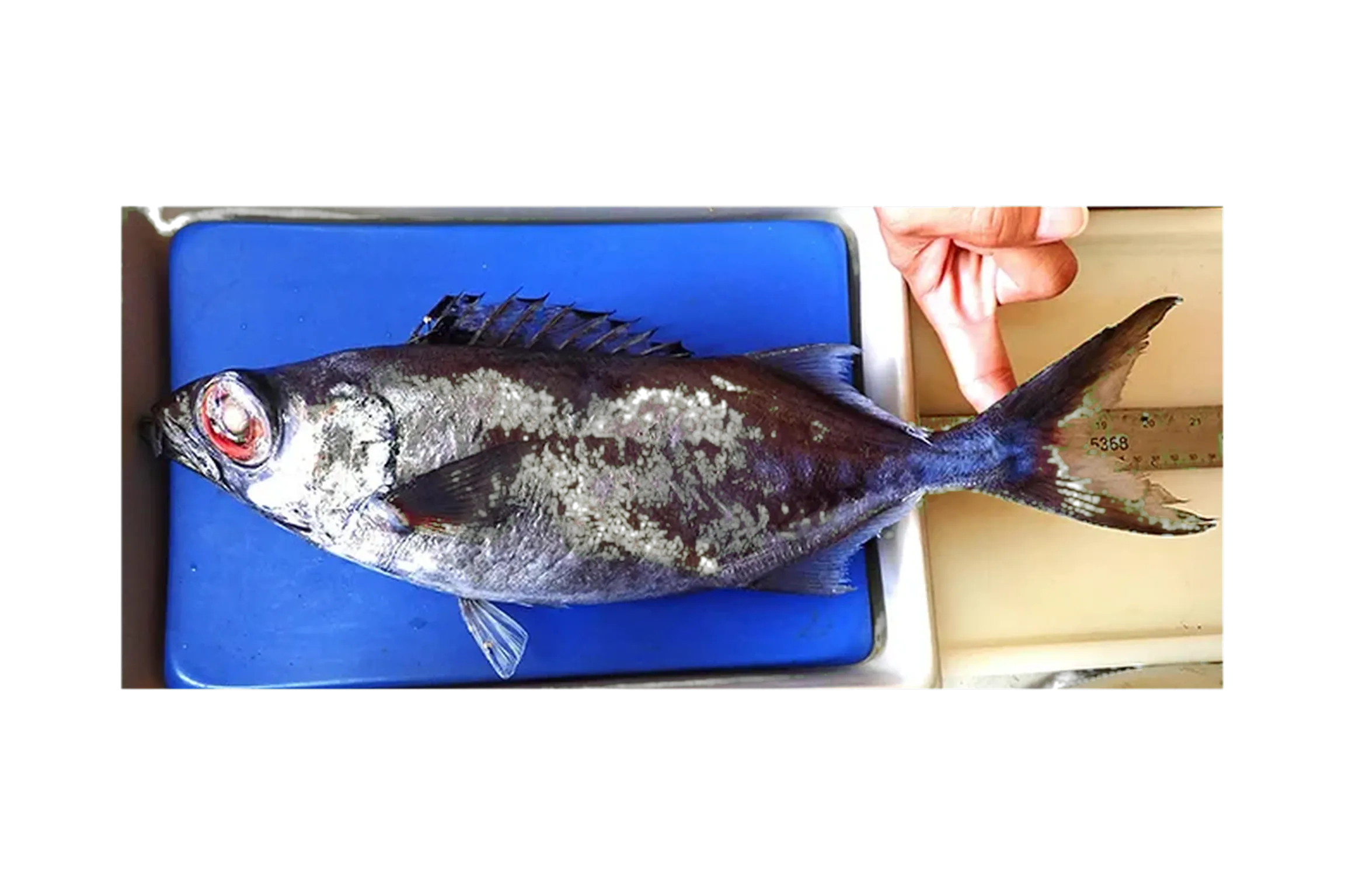 Large-eyed sackfish (Neoepinnula minetomai) specimen