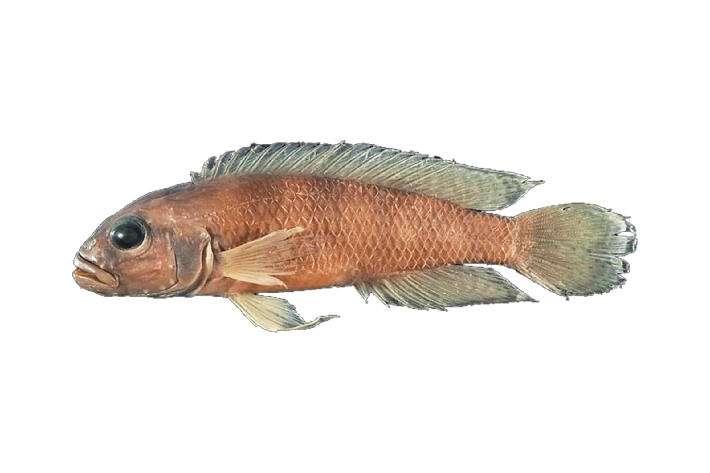 Neolamprologus devosi (Neolamprologus devosi) specimen