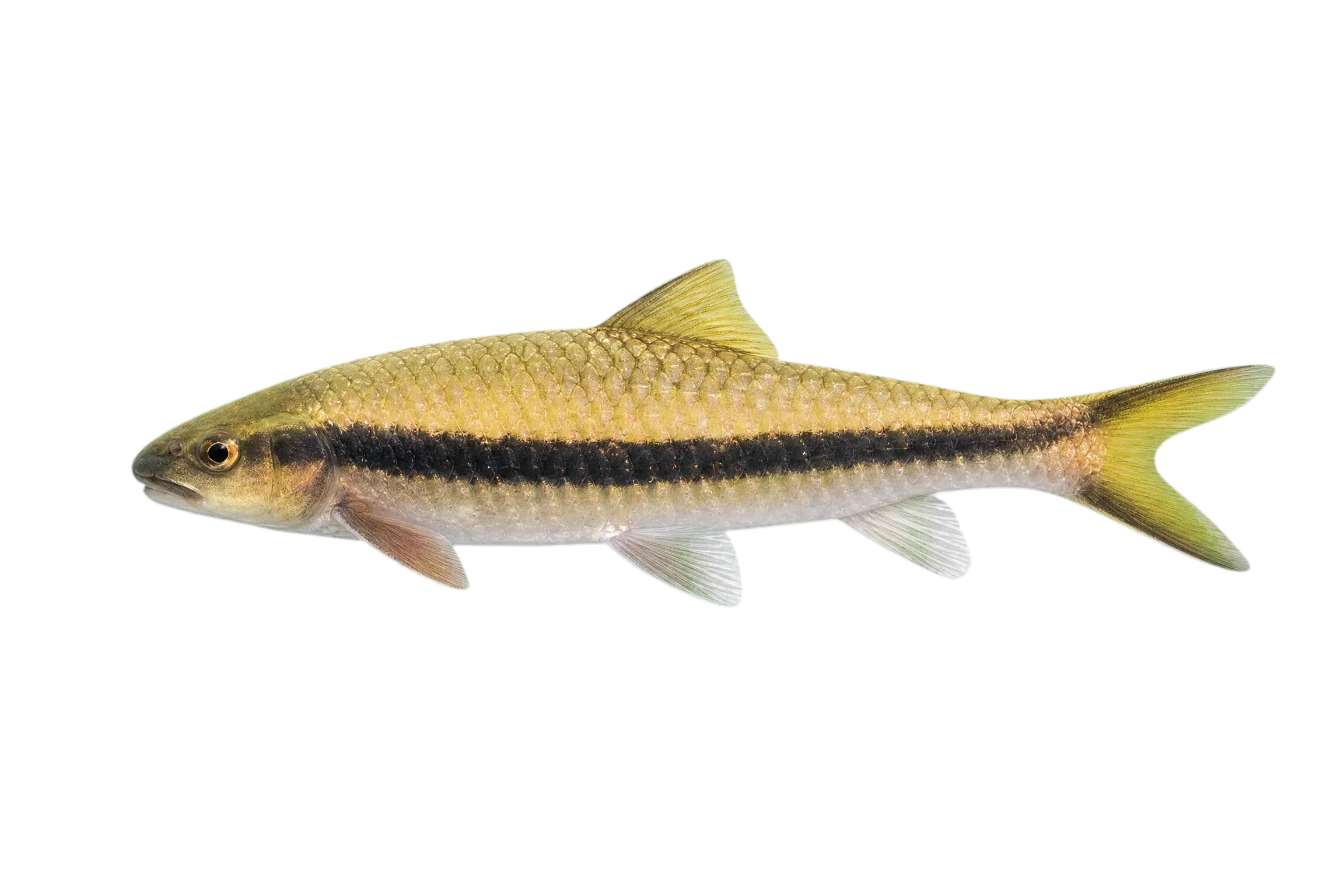 Golden Arrow Mahseer (Neolissochilus benasi) specimen