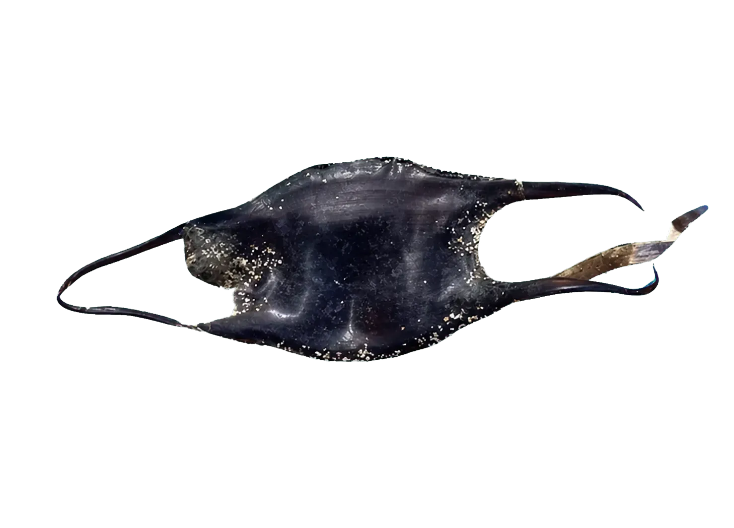 African dwarf skate (Neoraja stehmanni) specimen