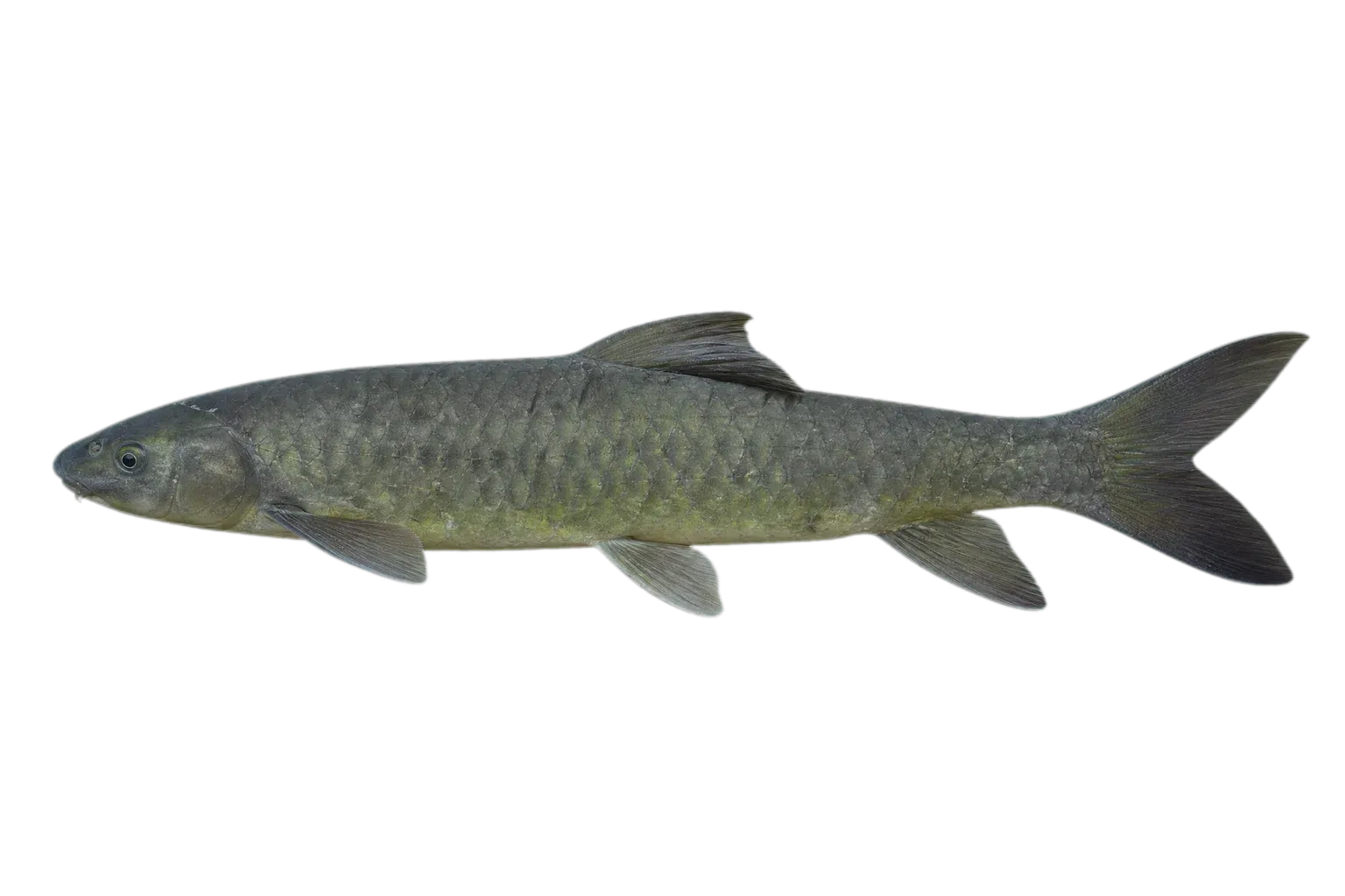 narrowfront tandan (Neosilurus ater) specimen