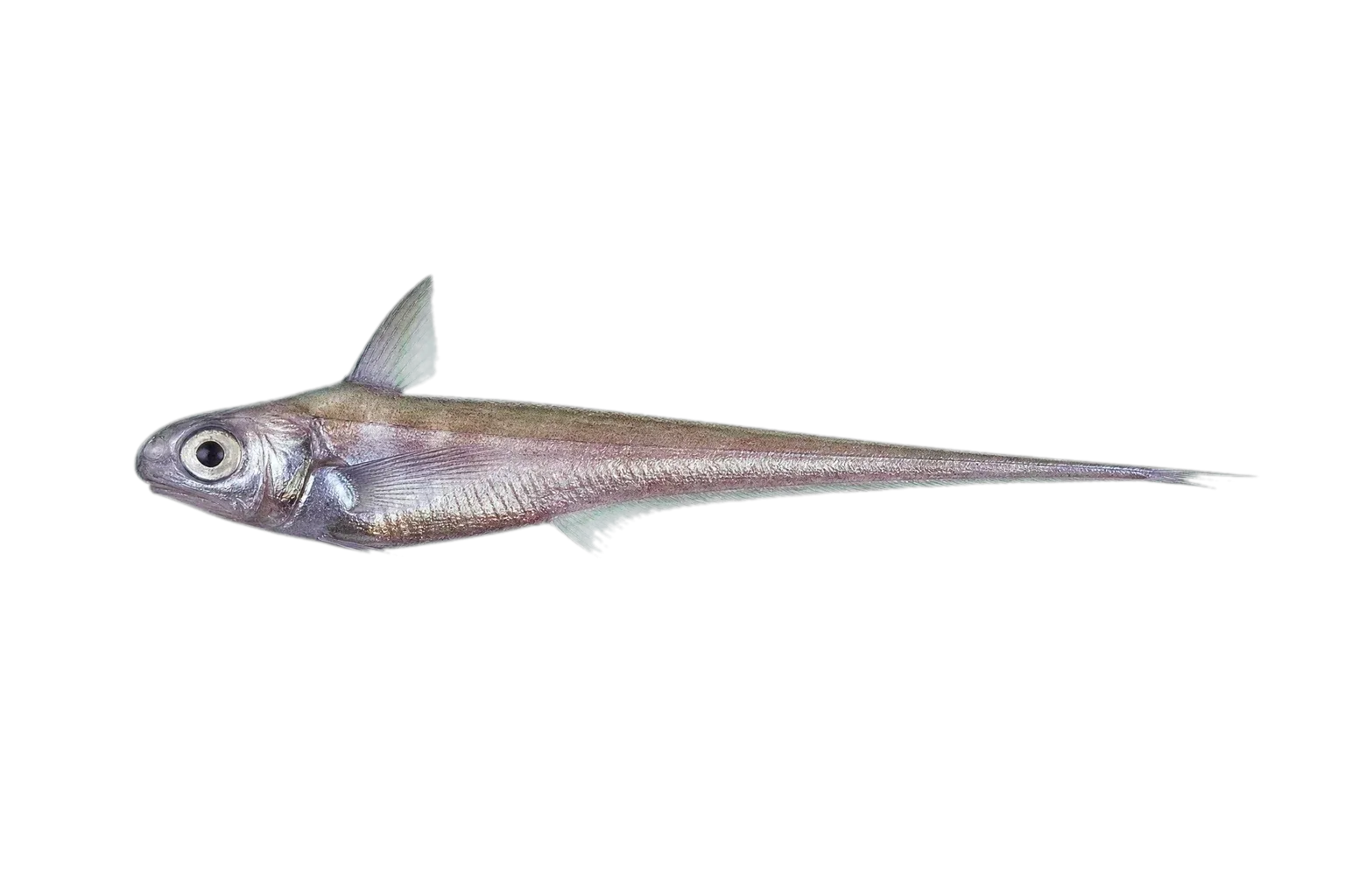 Two-horned Priapiumfish (Neostethus bicornis) specimen