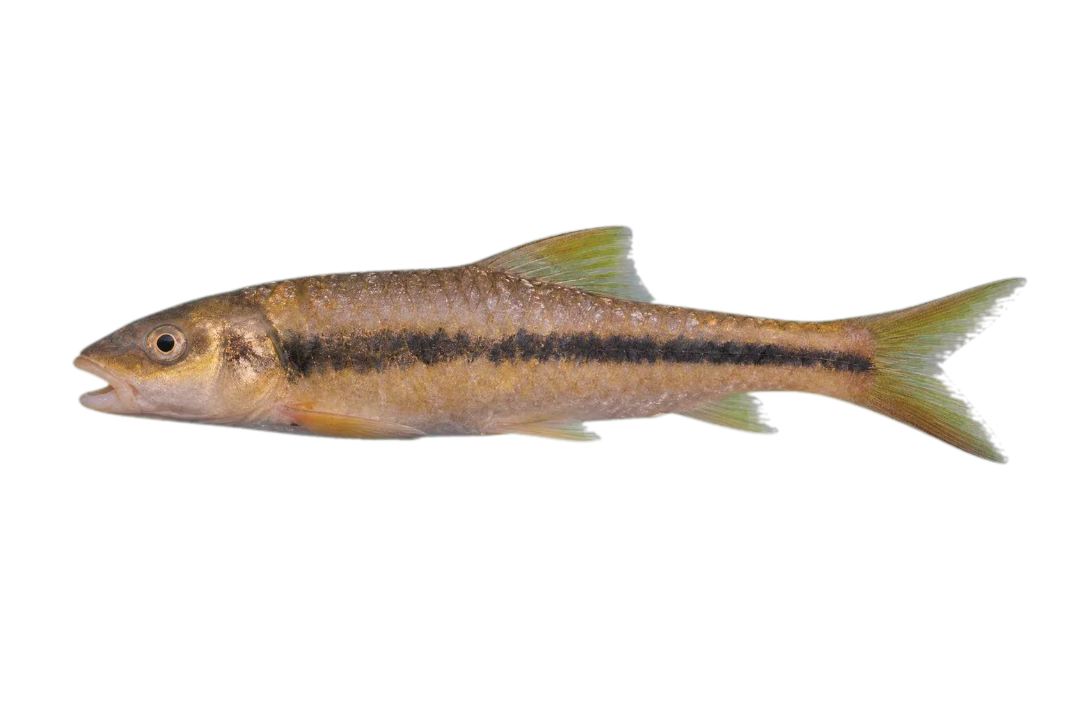 Giant catfish (Netuma thalassina) specimen