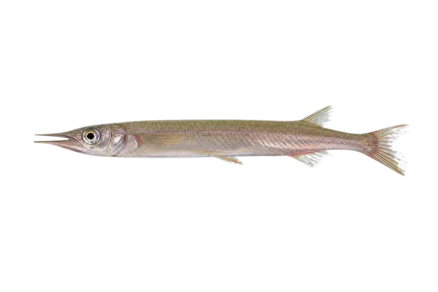 Poso halfbeak (Nomorhamphus celebensis) specimen
