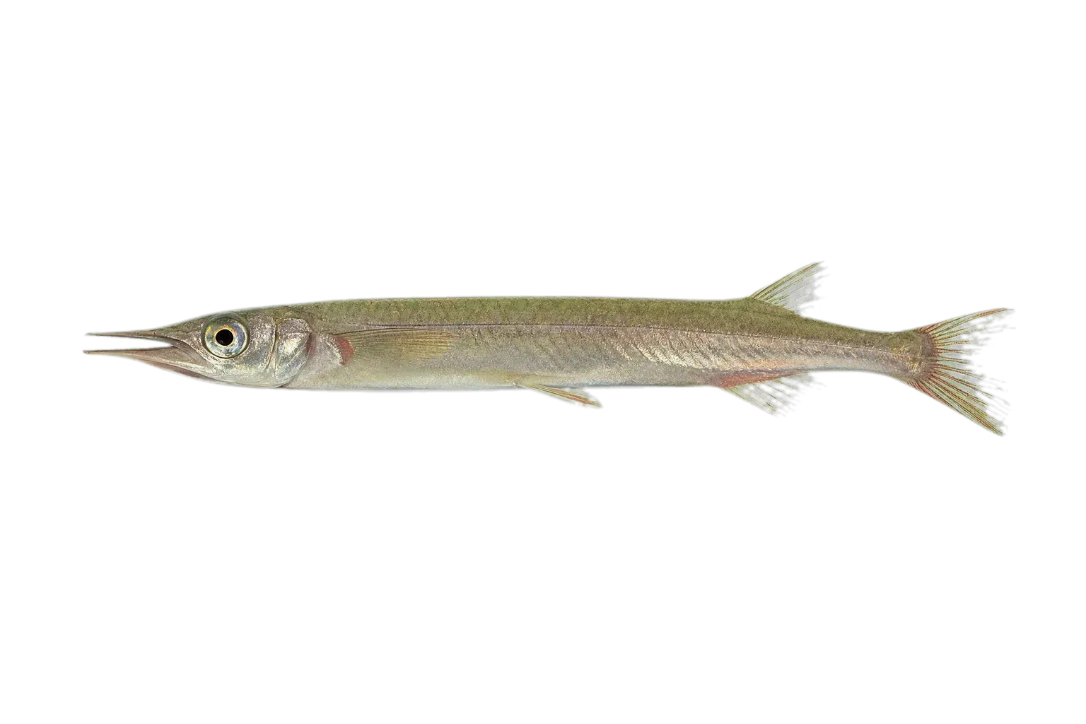 Towoeti Halfbeak (Nomorhamphus towoetii) specimen