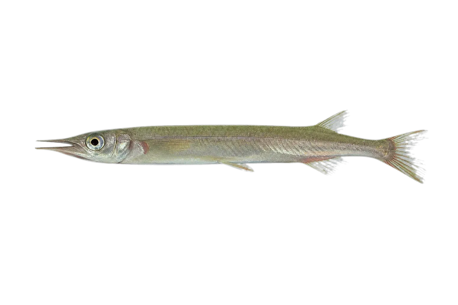 Nomorhamphus versicolor (Nomorhamphus versicolor) specimen