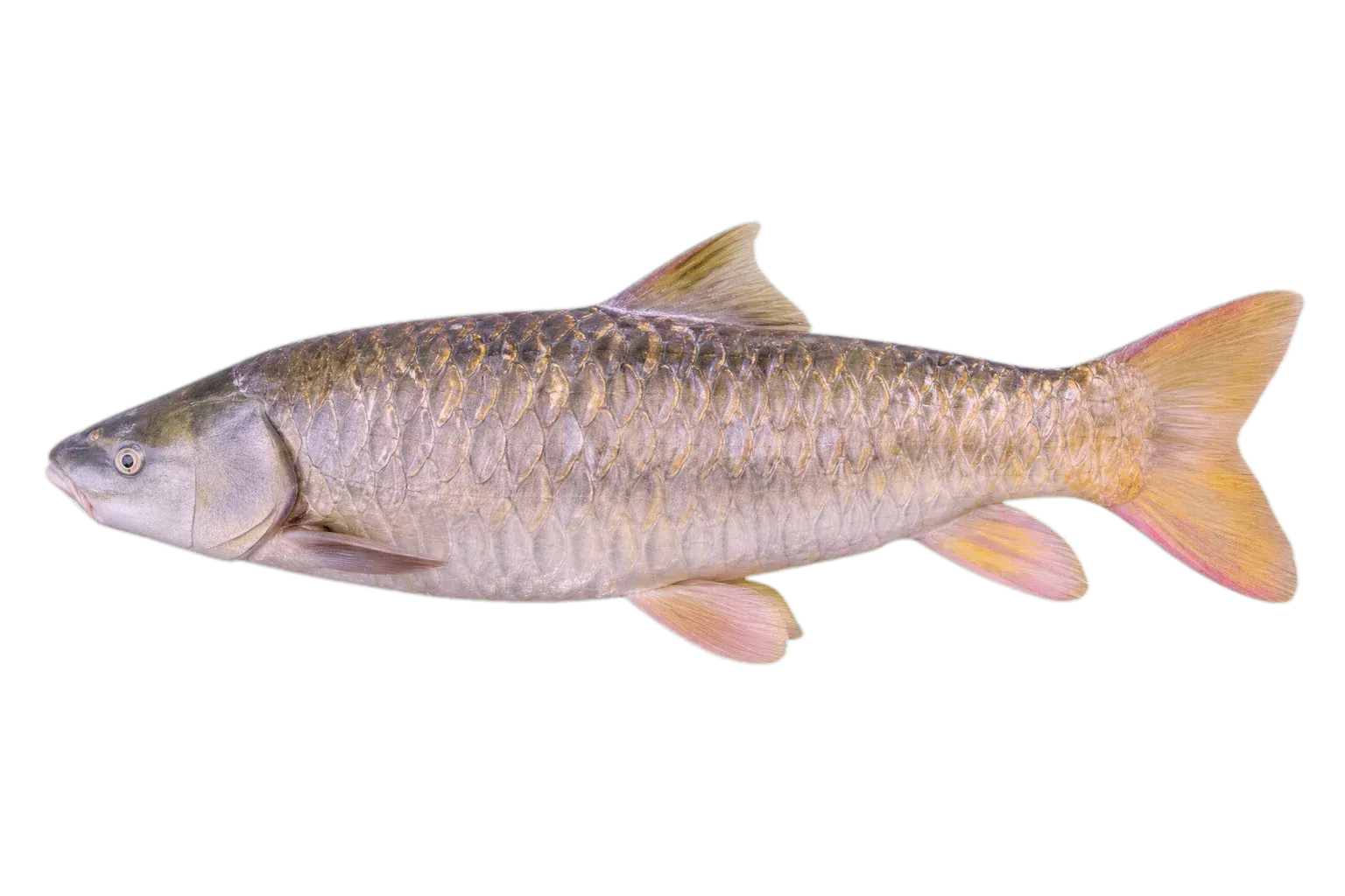 Thomas sea catfish (Notarius grandicassis) specimen