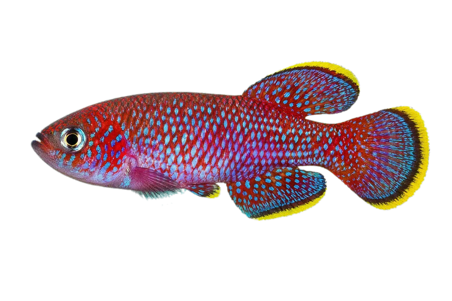 Egger's killifish (Nothobranchius eggersi) specimen