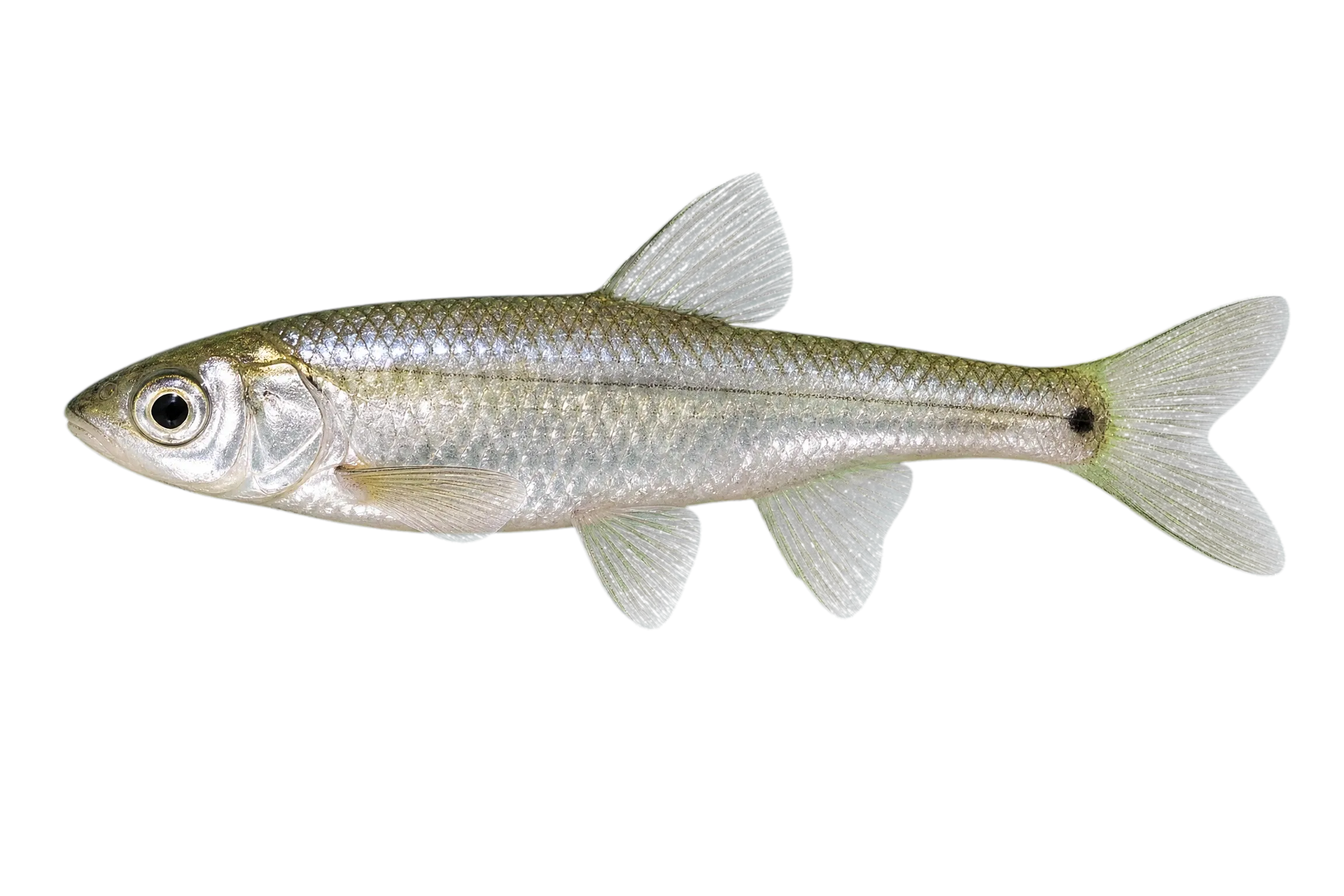 Redlip Shiner (Notropis chiliticus) specimen
