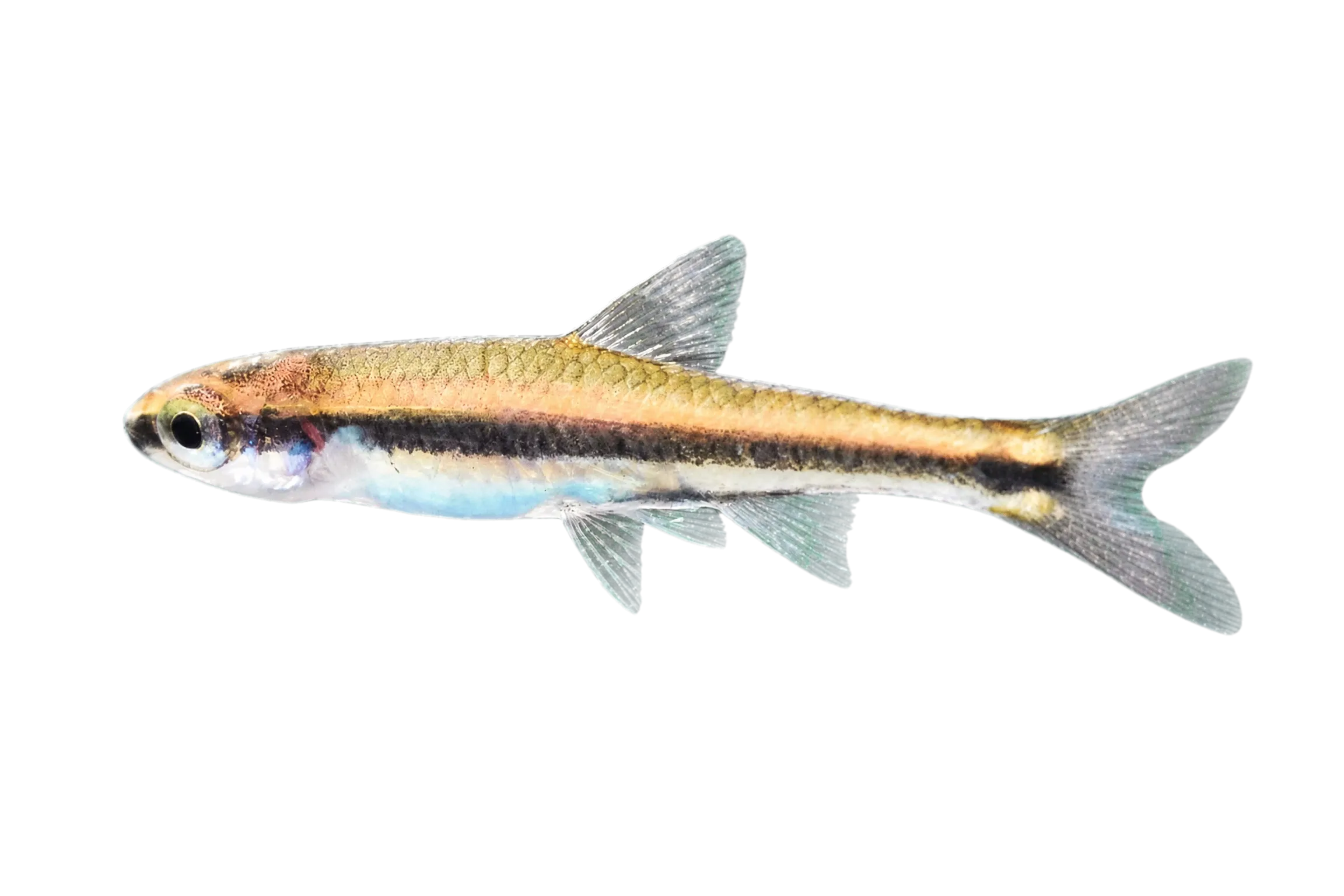 Redeye Chub (Notropis harperi) specimen