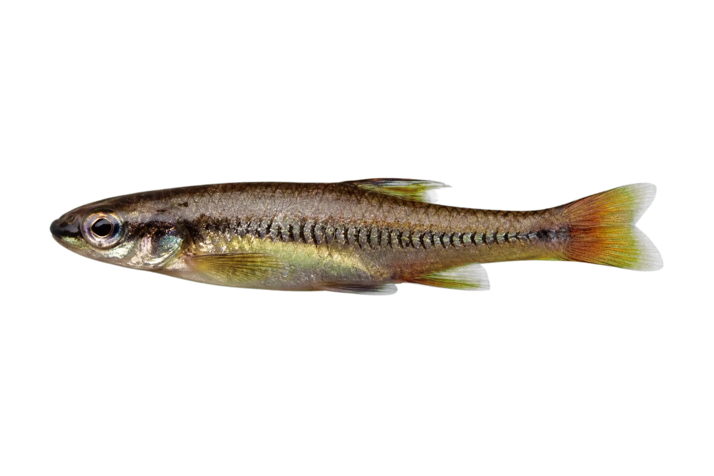 Blacknose Shiner (Notropis heterolepis) specimen